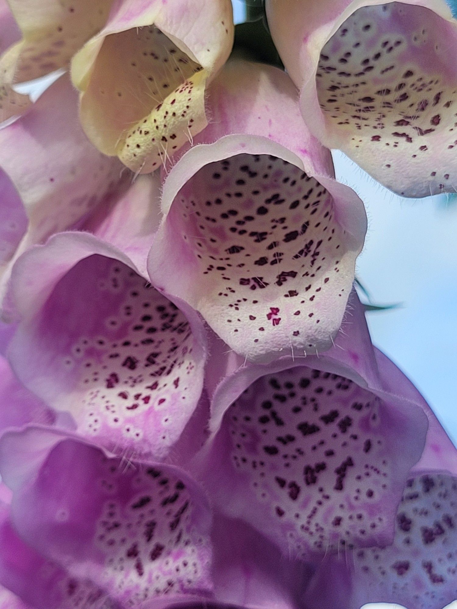 Close-up shot of yellow & pale pink orchids. You can see the dark spotted patterns inside the bell shaped flowers & microscopic hairs on the edges.