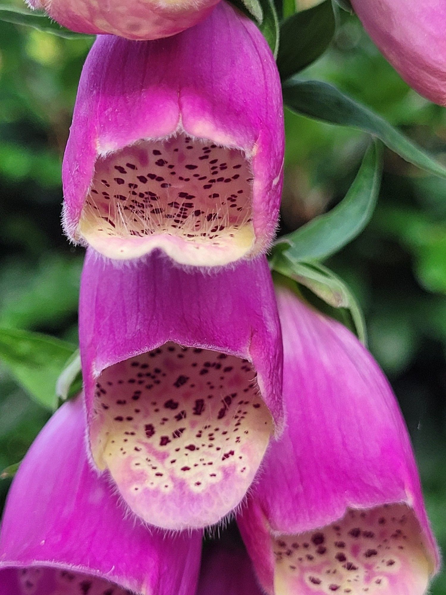 Close-up shot of pink orchids. You can see the dark spotted patterns inside the bell shaped flowers & even microscopic hairs.