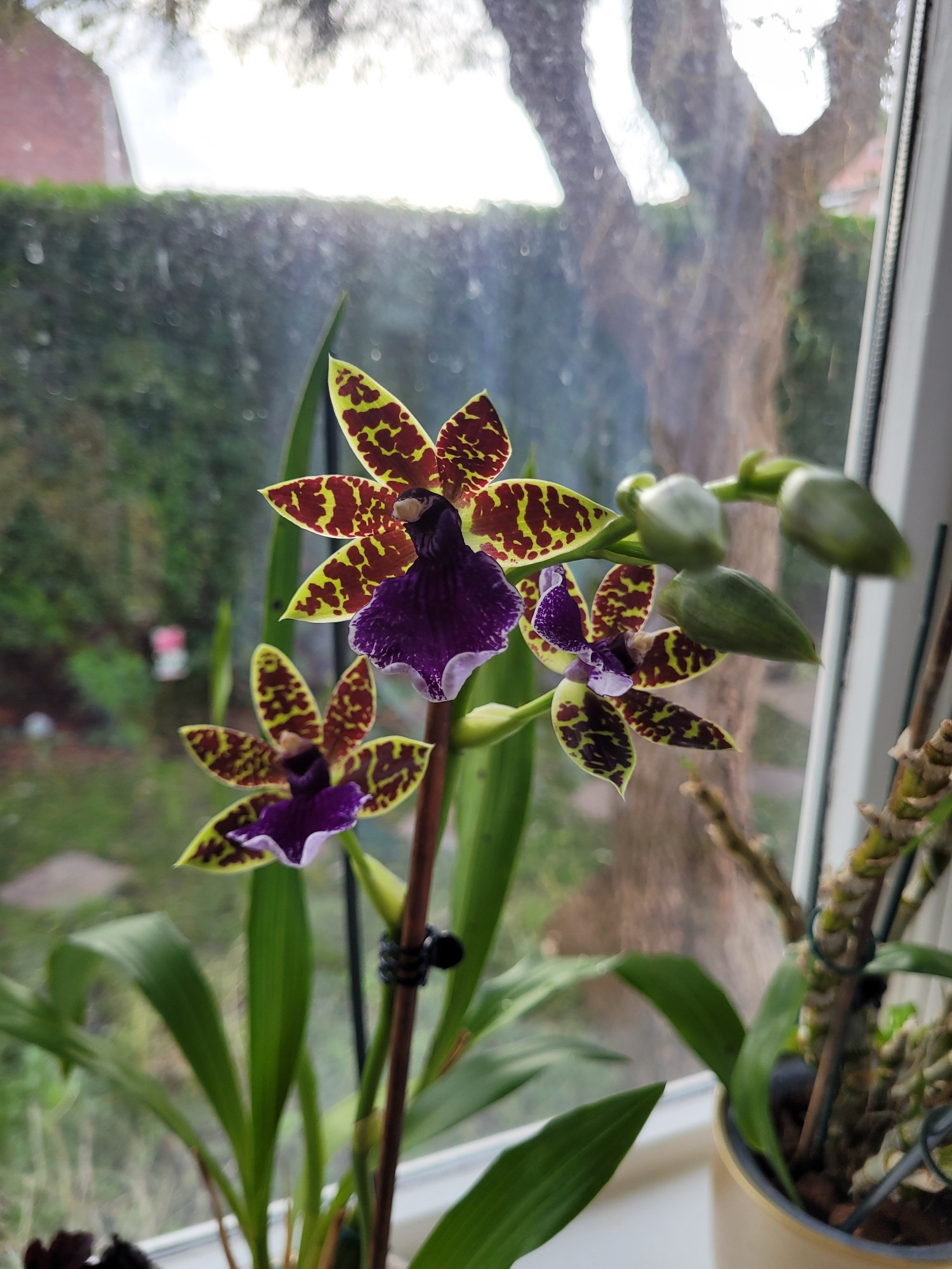 Zygopetalum orchid, with the open flowers & the buds. It has a dark purple lower petal & five lime green purple-speckled petals that fan round the top.