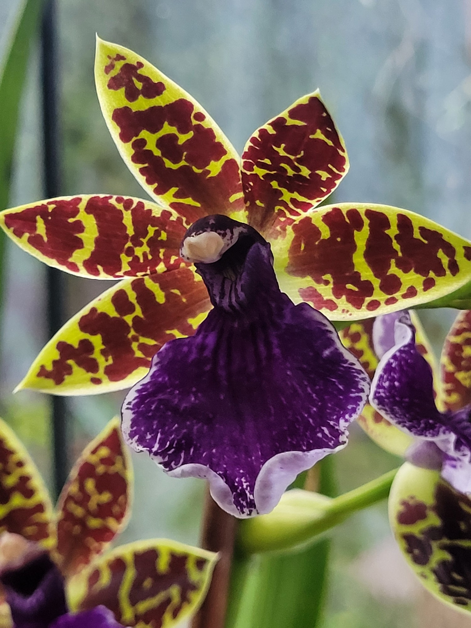 Close up of a Zygopetalum orchid. It has a dark purple lower petal & five lime green purple-speckled petals that fan round the top.