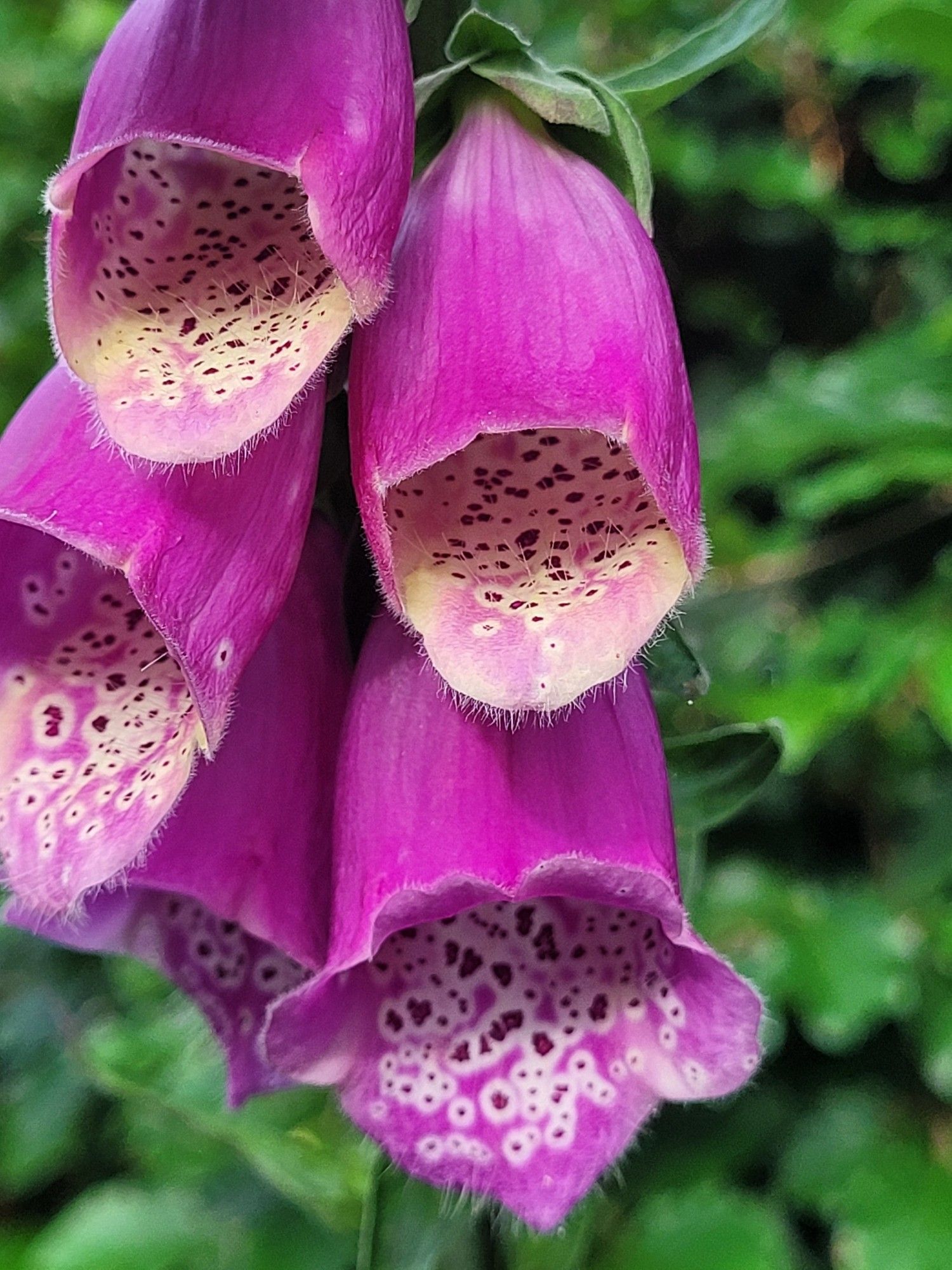 Close-up shot of pink orchids. You can see the dark spotted patterns inside the bell shaped flowers & even microscopic hairs.