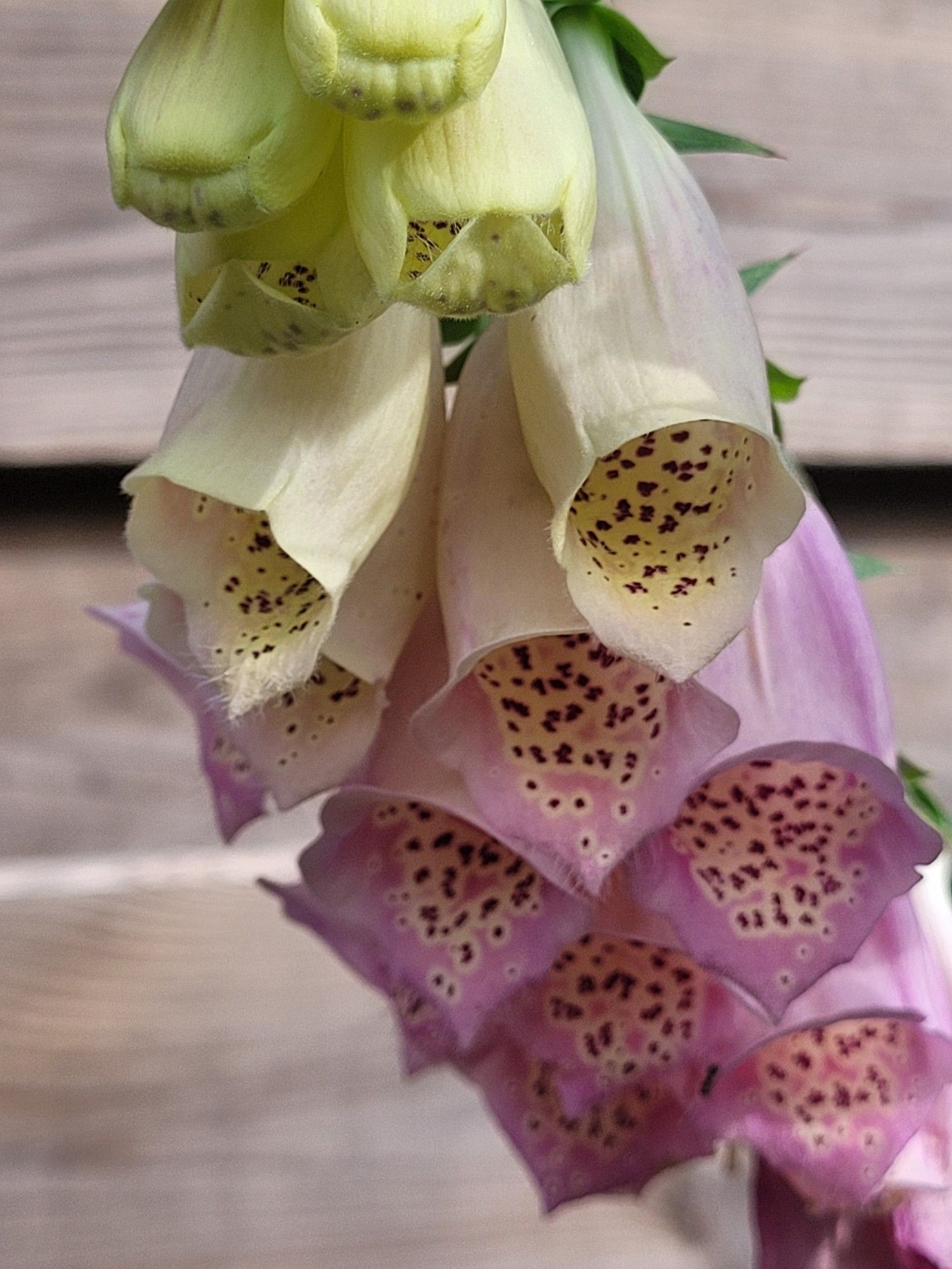 Close-up shot of yellow & pale pink orchids. You can see the dark spotted patterns inside the bell shaped flowers.