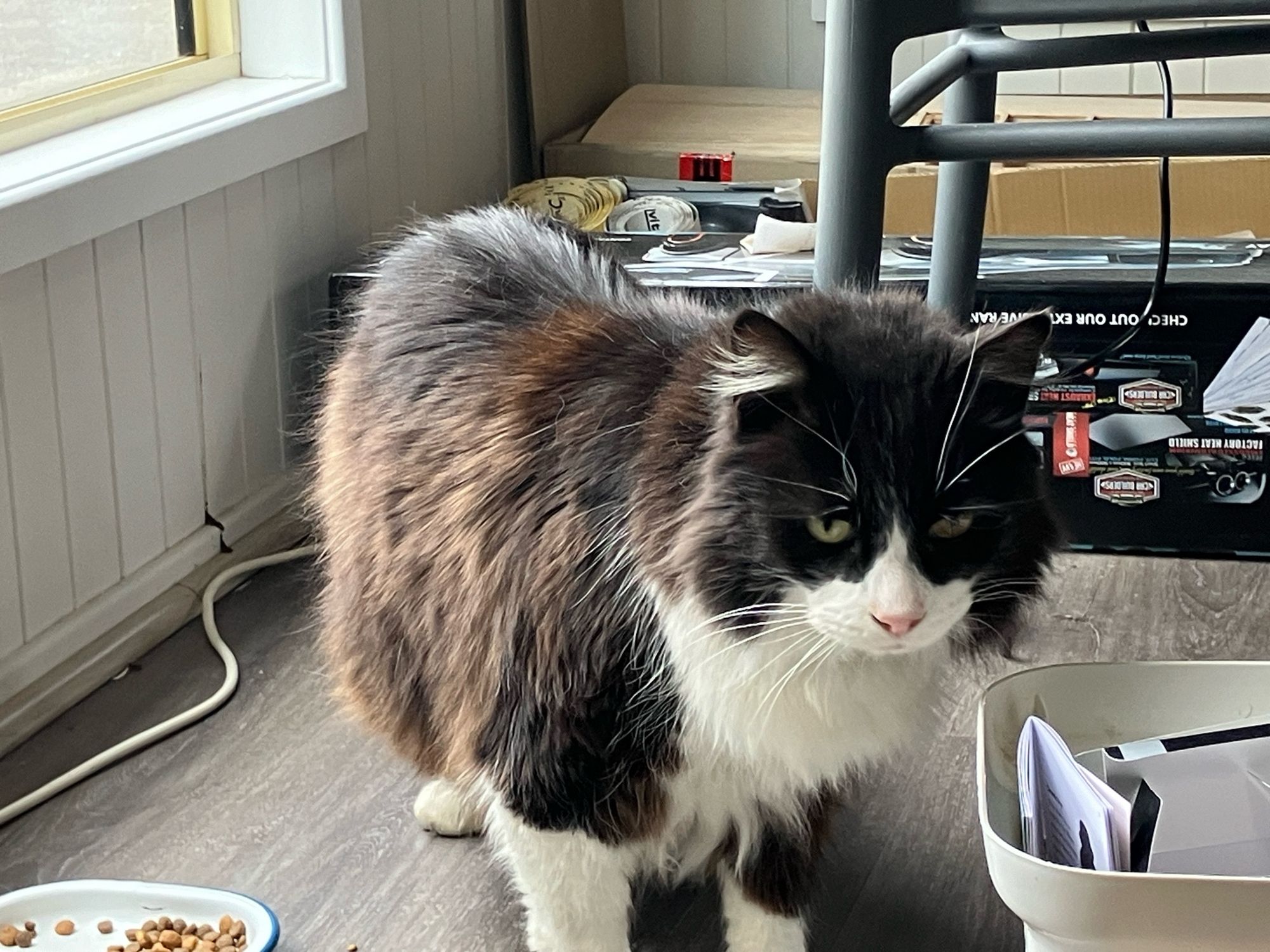 A fluffy tuxedo, caught in the act of another B&E.