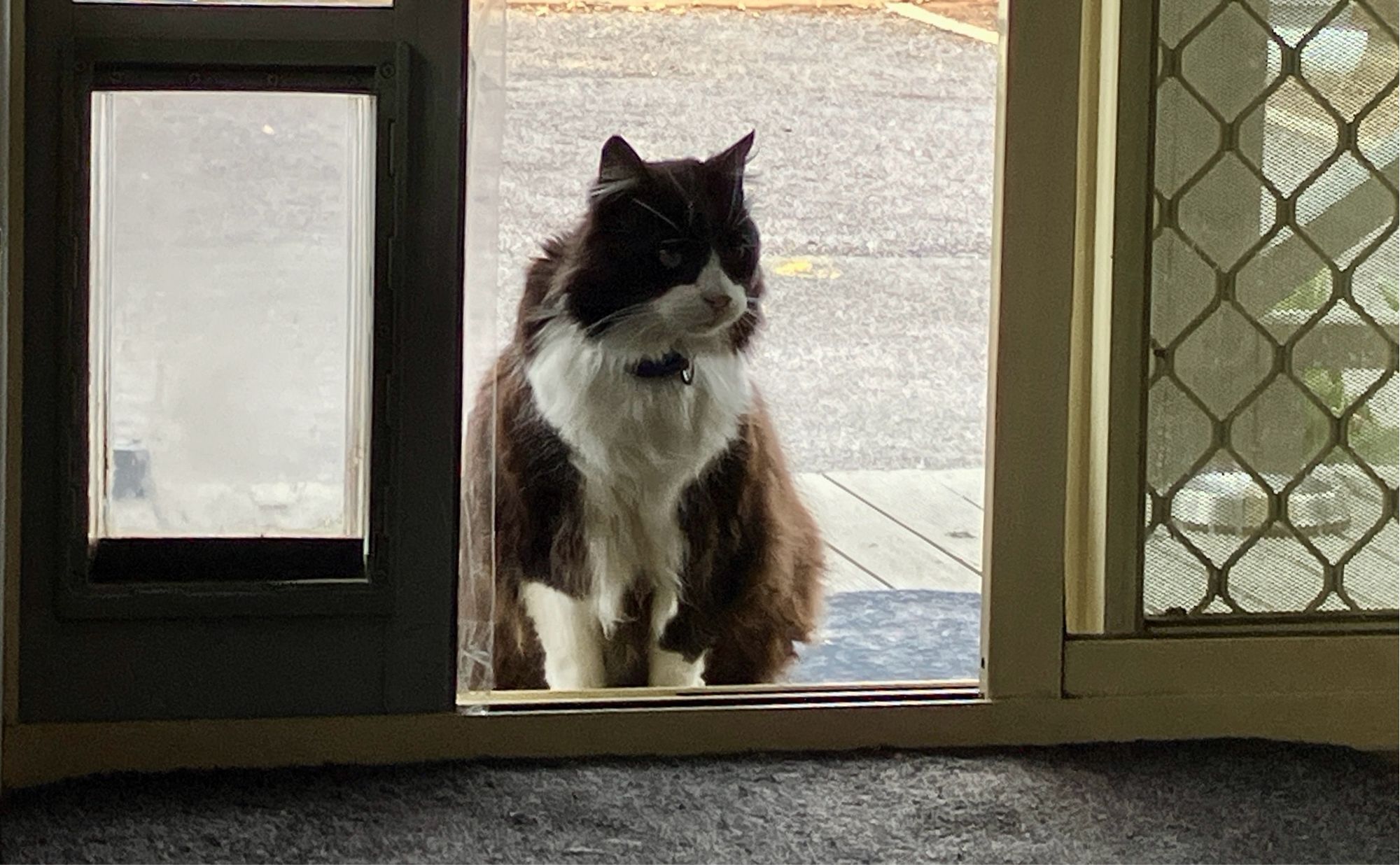 A fluffy tuxedo sits at a doorway, looking in contemplatively.