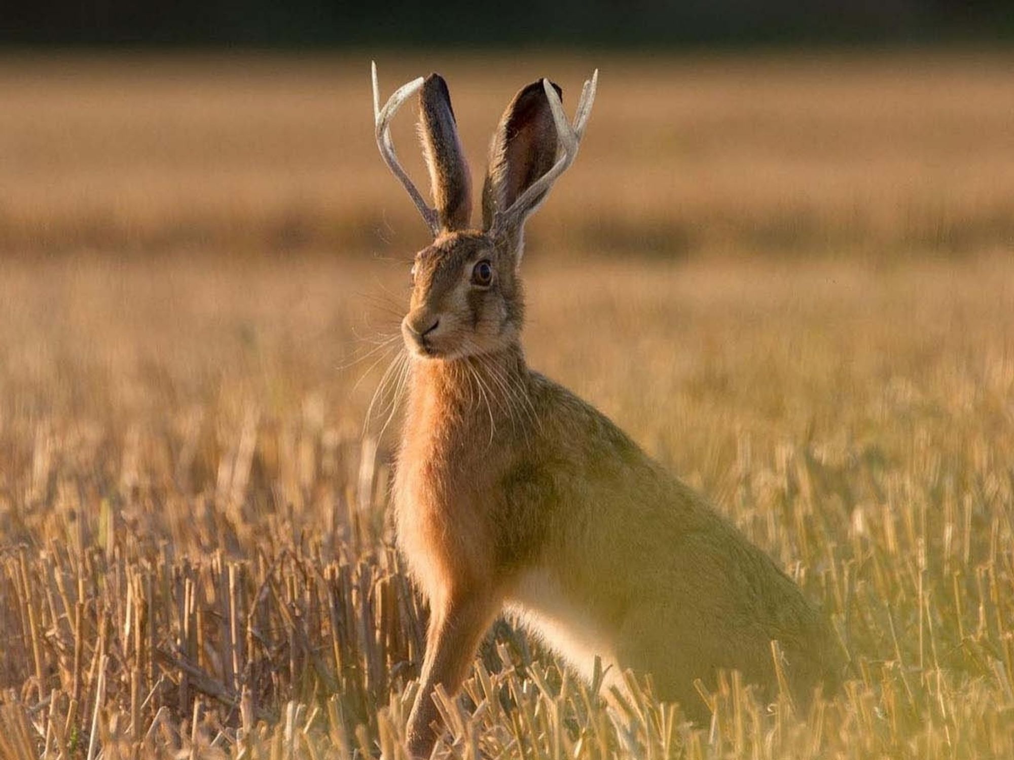 A majestic jackelope, antlers rising slightly higher than the rabbit like ears, looks out over a plain of cropped dried brown grasses, alert for danger.