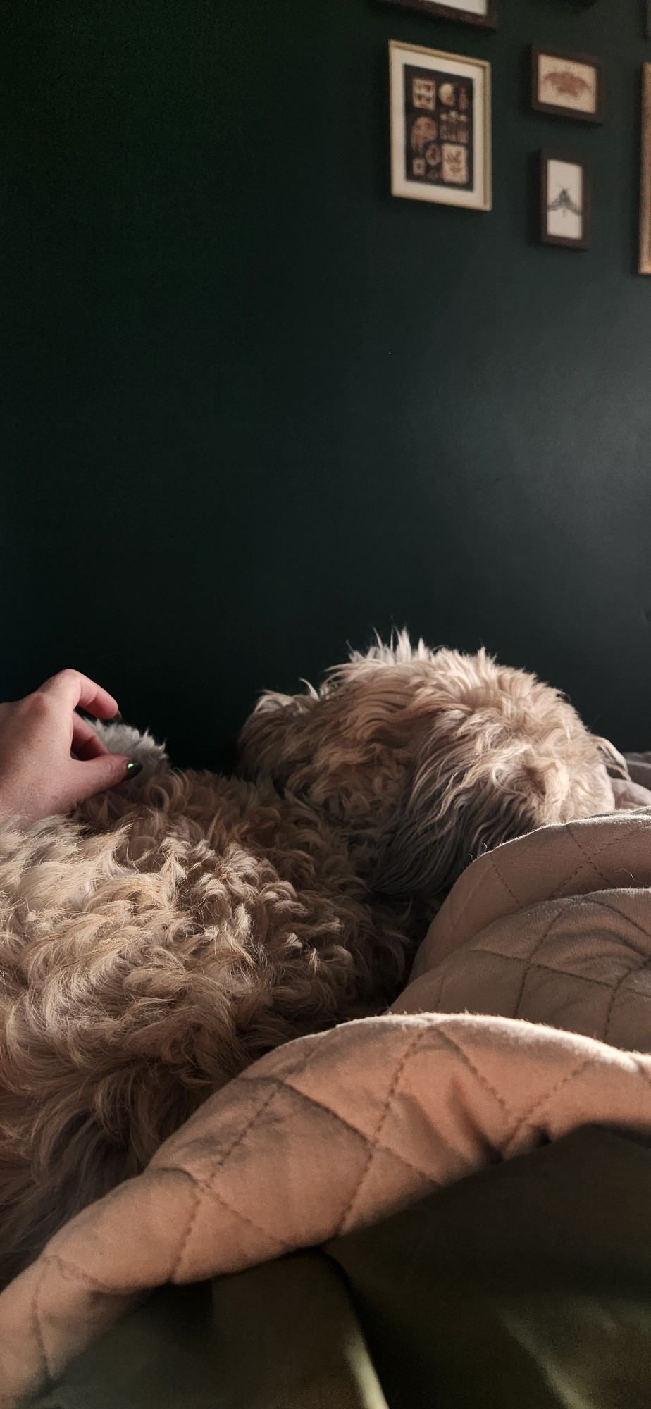 Photo of max the wheaten laying on a blush quilt with a dark green wall in the background. His back is towards the camera. 