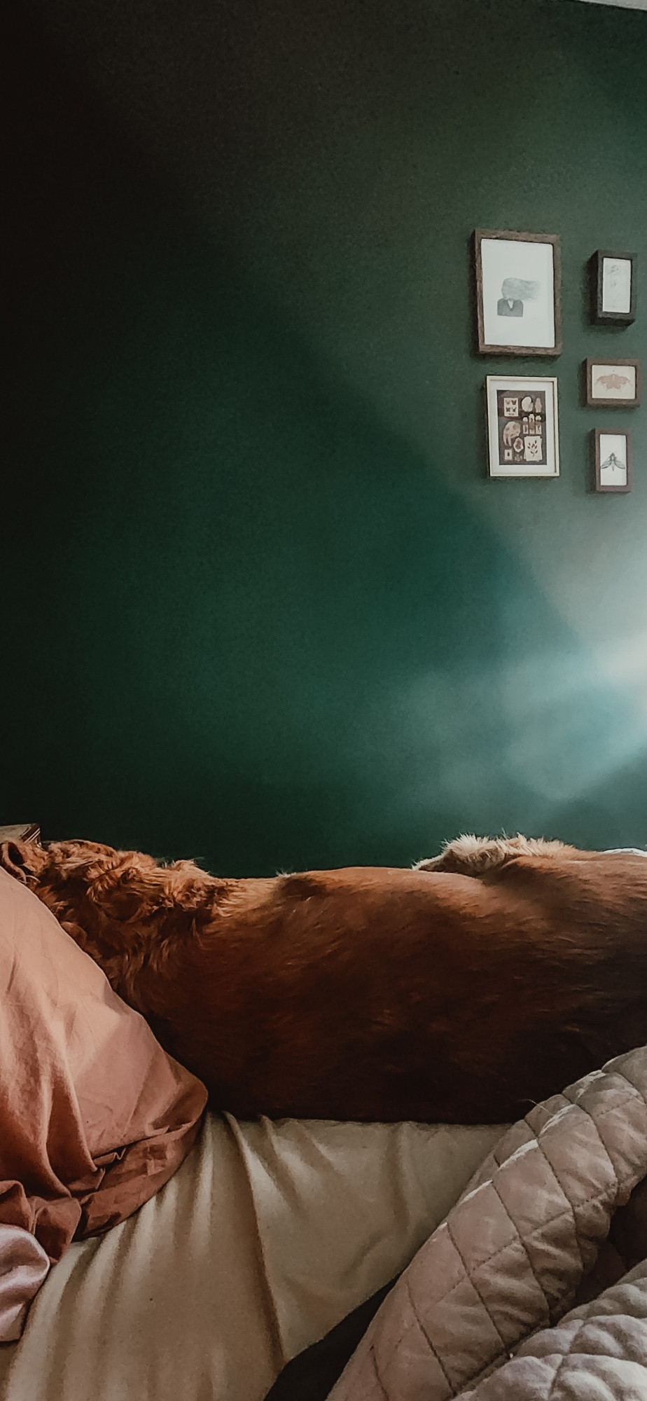 Photo of Cecilia the golden laying in bed with her back towards the camera and a dark green wall in the background. 