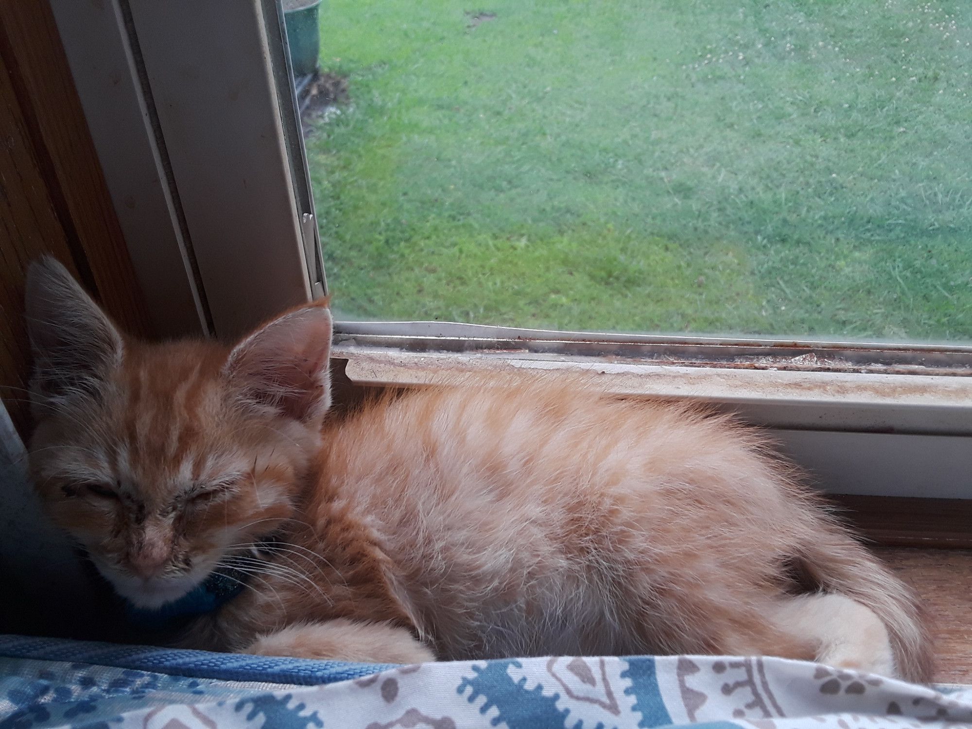 Orange tabby kitten