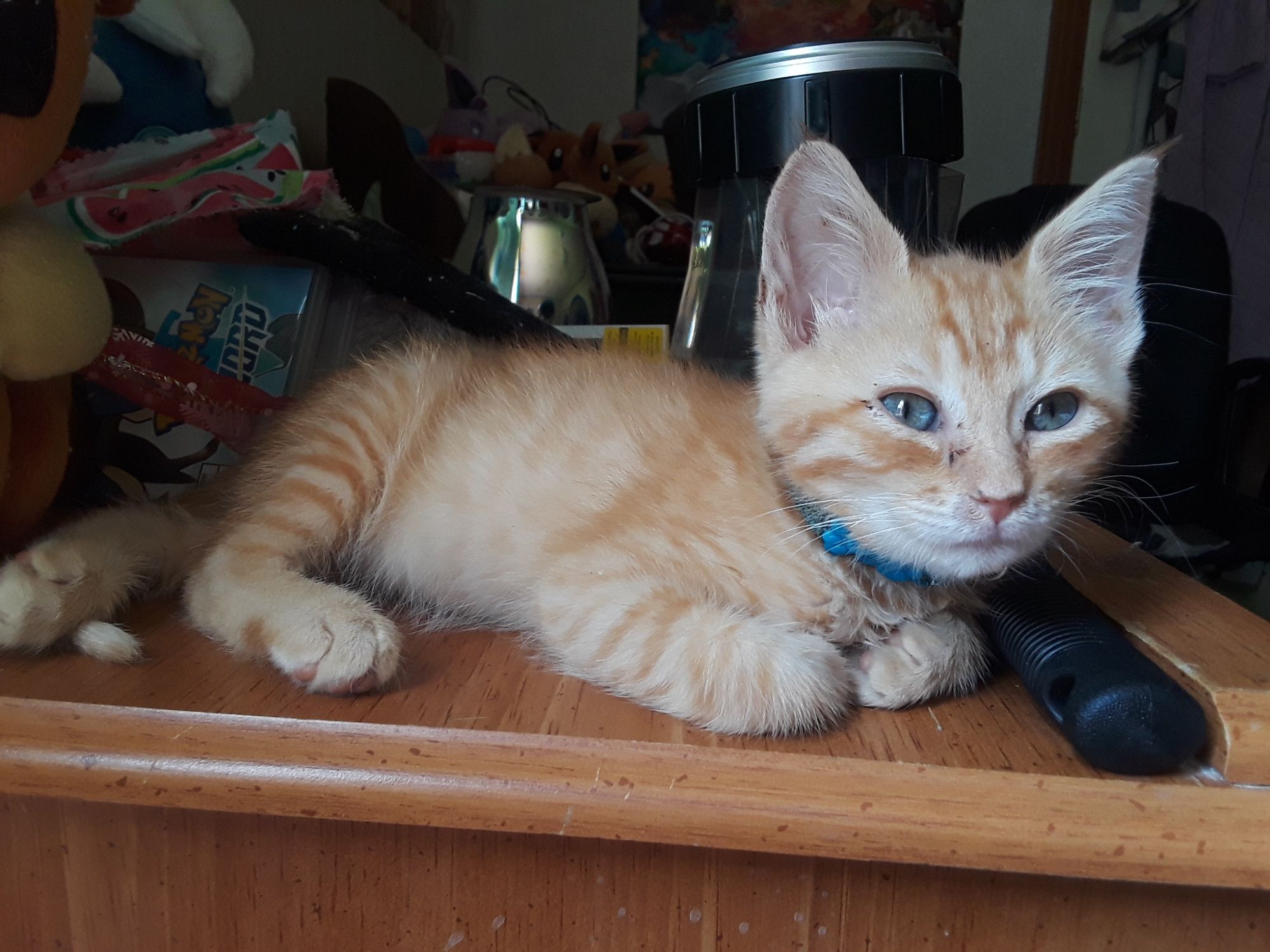 Orange tabby kitten