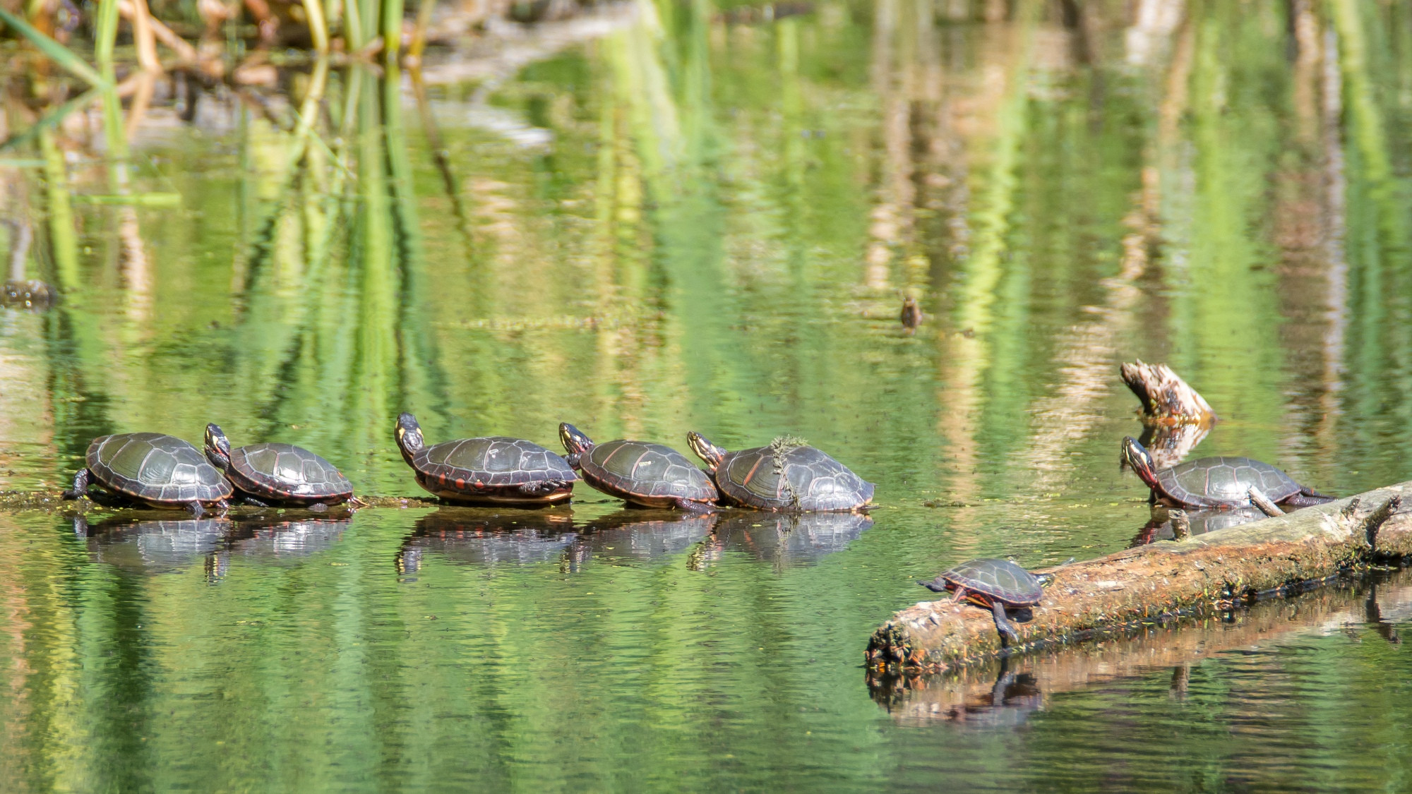 Dirty turtles totally going at it.
#Nature #NaturePhoto #NaturePhotographer #NatureIsBeautiful #turtles