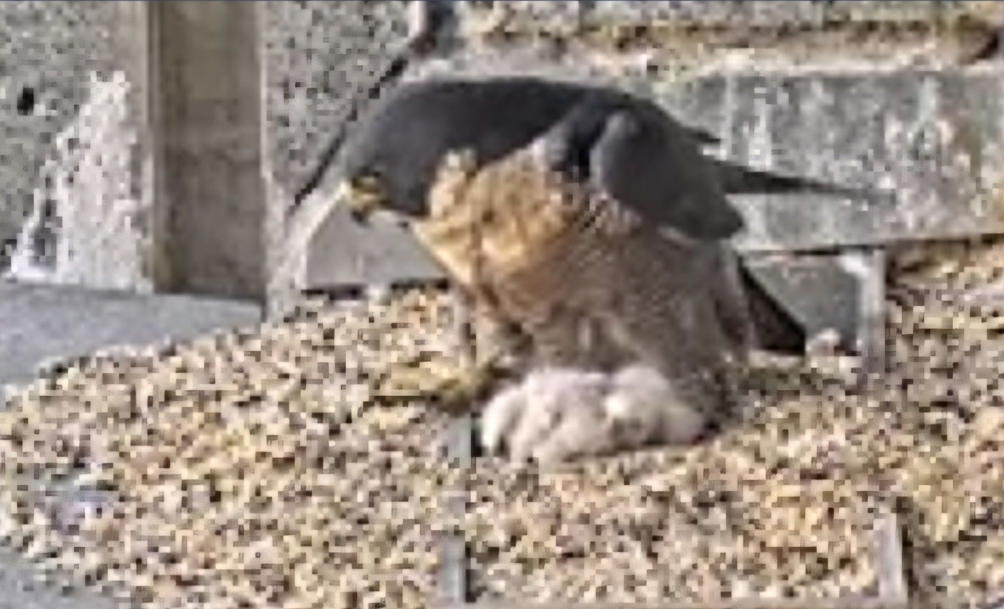 A screengrab from the live feed showing one of the peregrine parents in the nest, with two white fluffy chicks visible under its belly