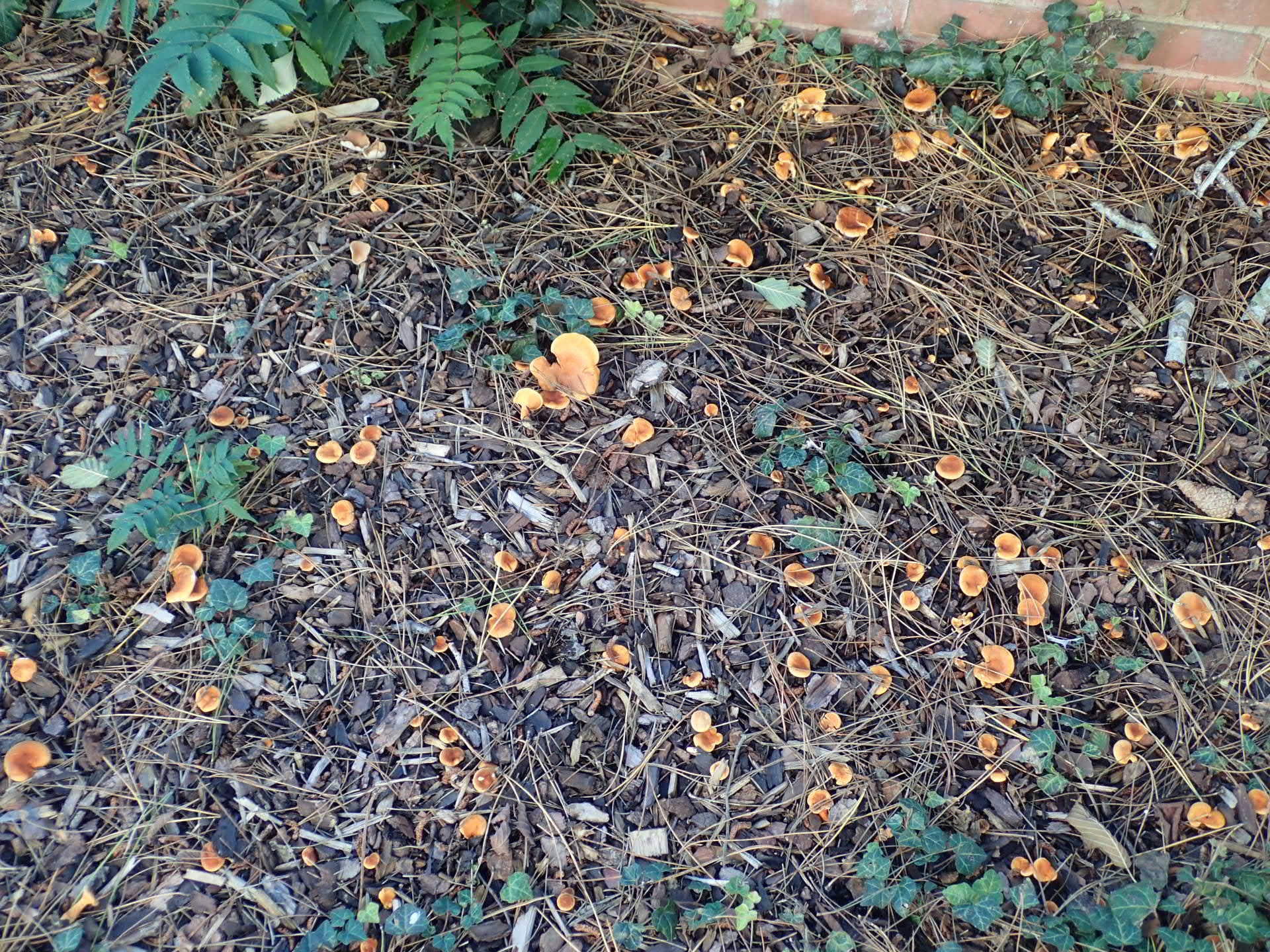 A wider shot of a patch of woodchips covered with numerous orange fungi