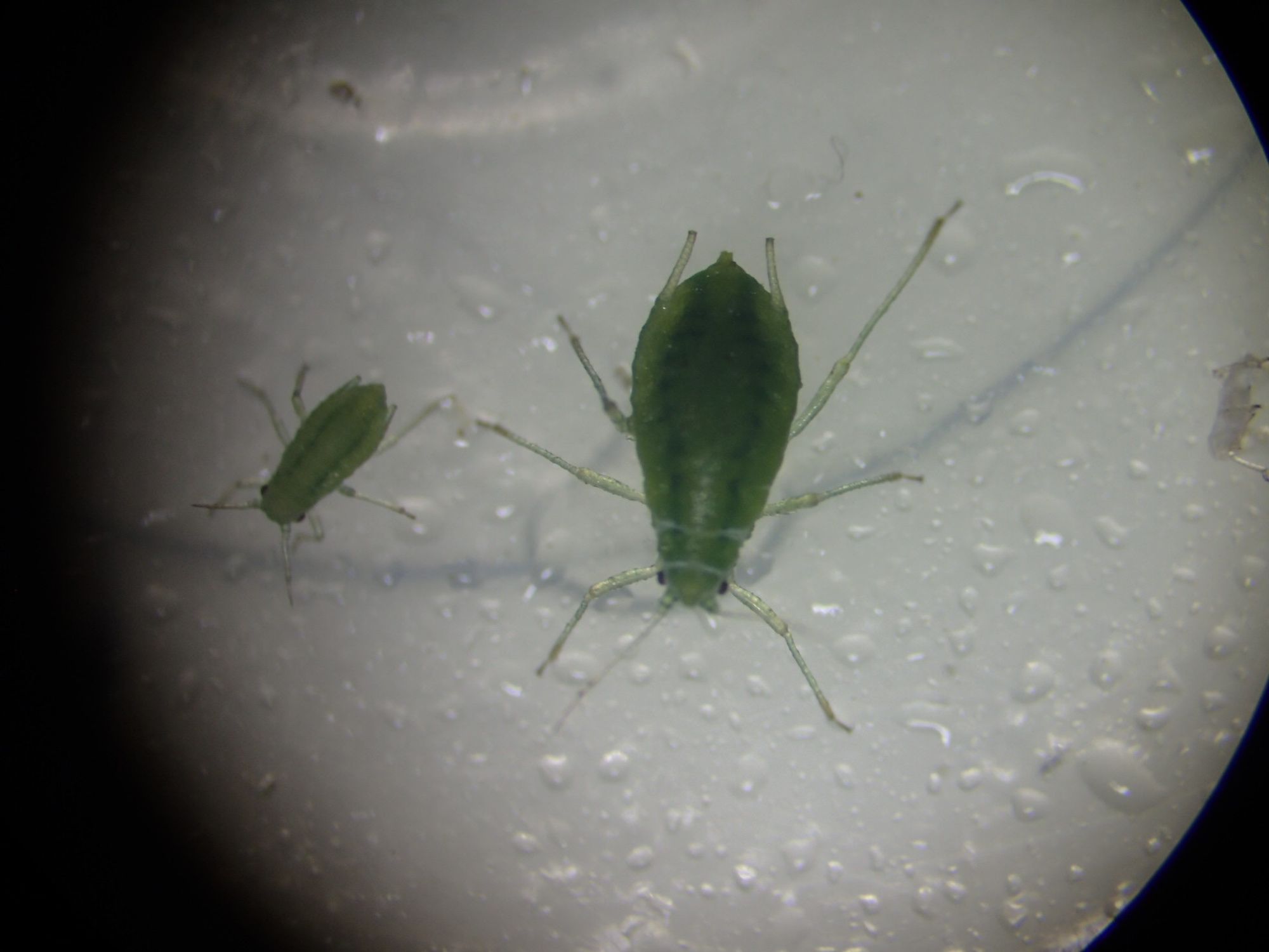 Two green aphids, a large adult centrally with a smaller instar to the left.