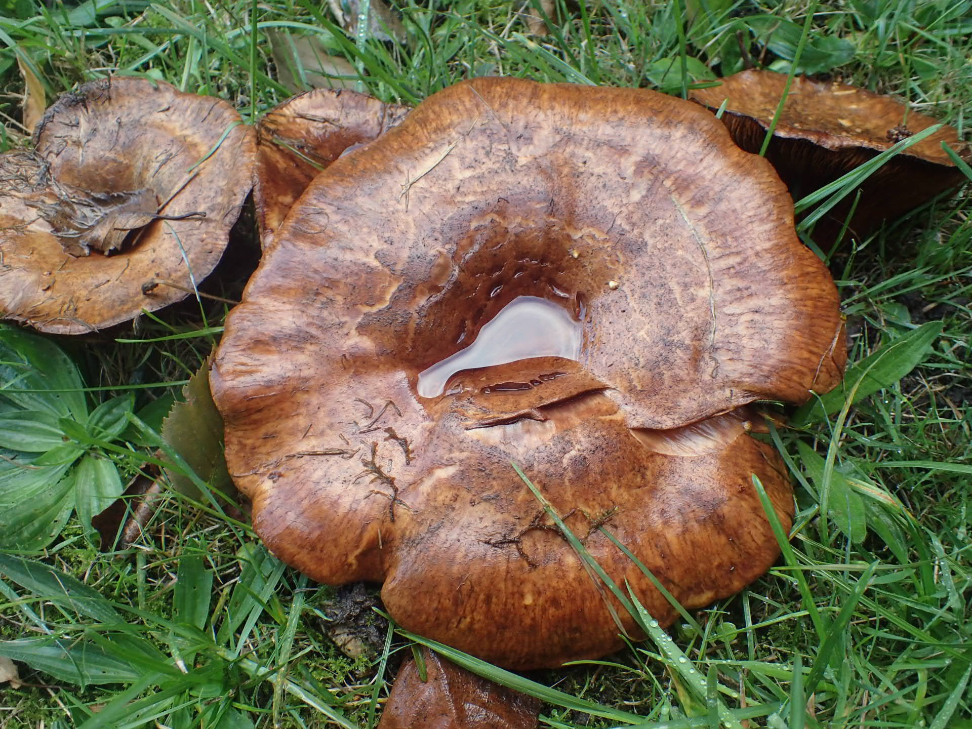 A close up of a group of brown Paxillus species, the middle one having a large circular cap with water collecting in the centre.