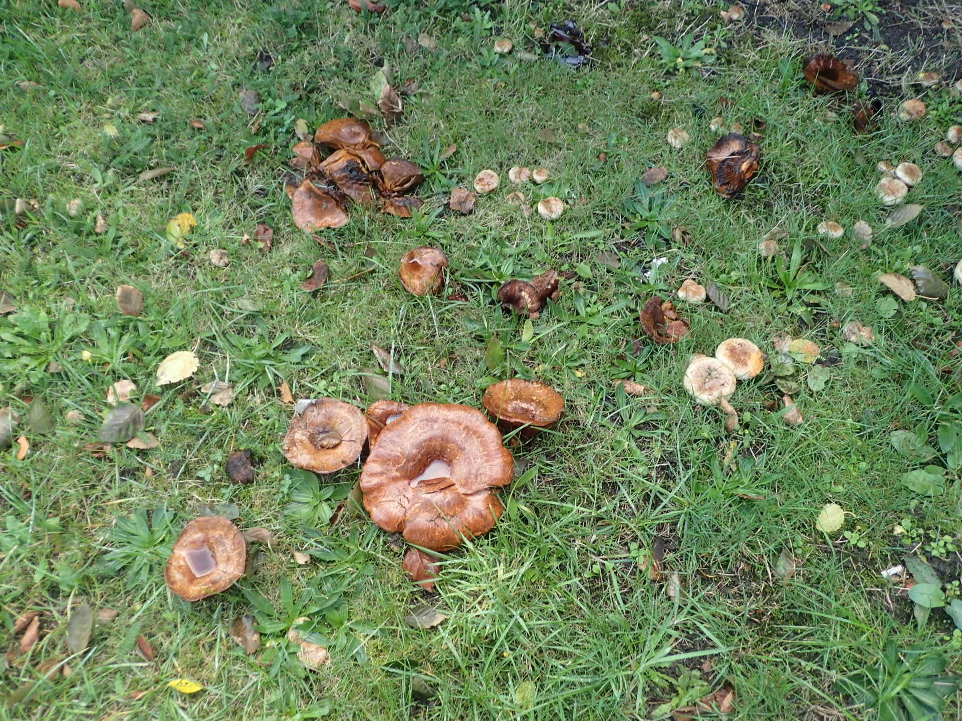 A patch of lawn with around 20 brown fungi visible