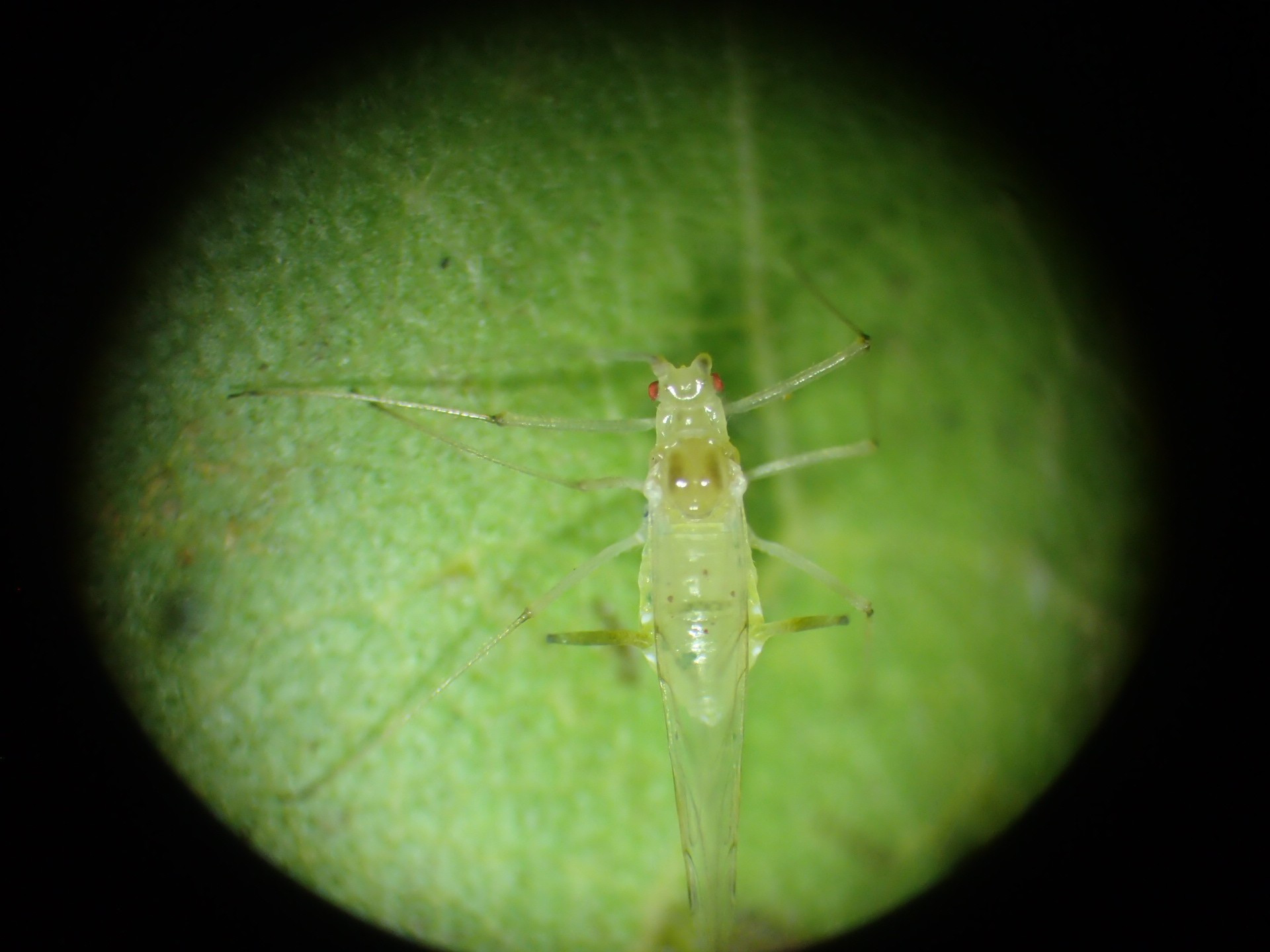 A top view of Scarce Maple Aphid taken down a microscope. The body is  a pale yellowy-green with red eyes.