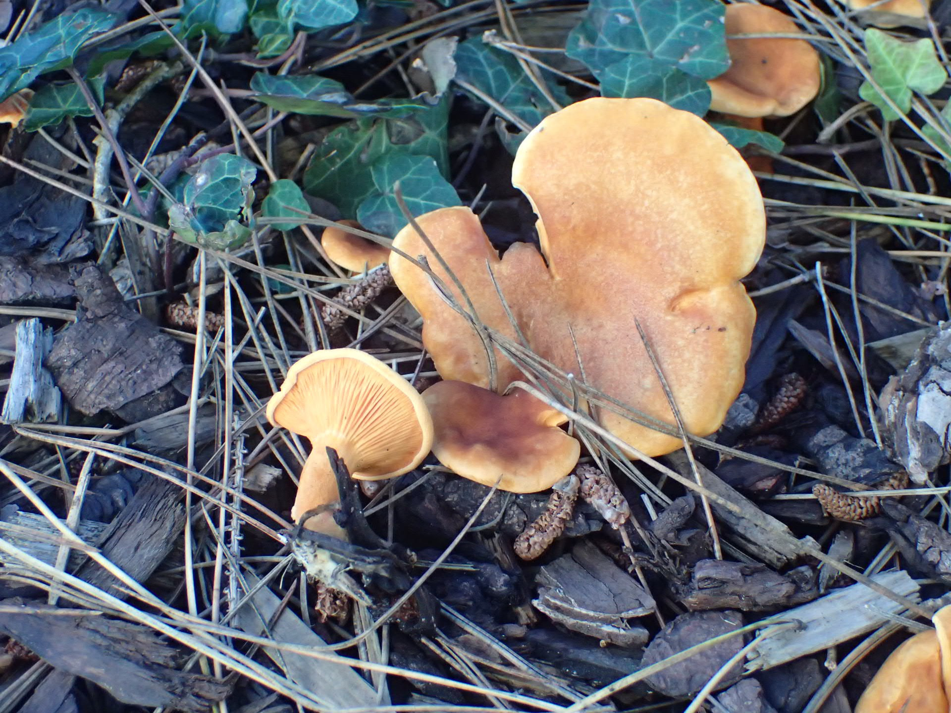 A close up of several orange fungi, one overturned to show the gills, on woodchips