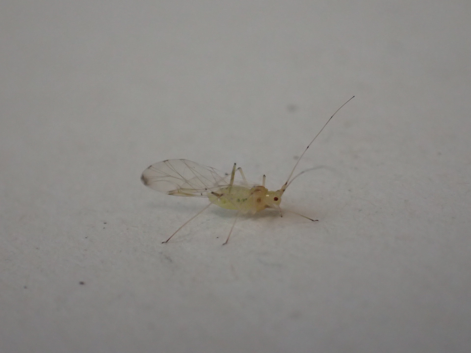 Side view of a winged aphid. The body is pale yellow, the eyes are red and the wings stick out behind the body and have a dark area around the apex.