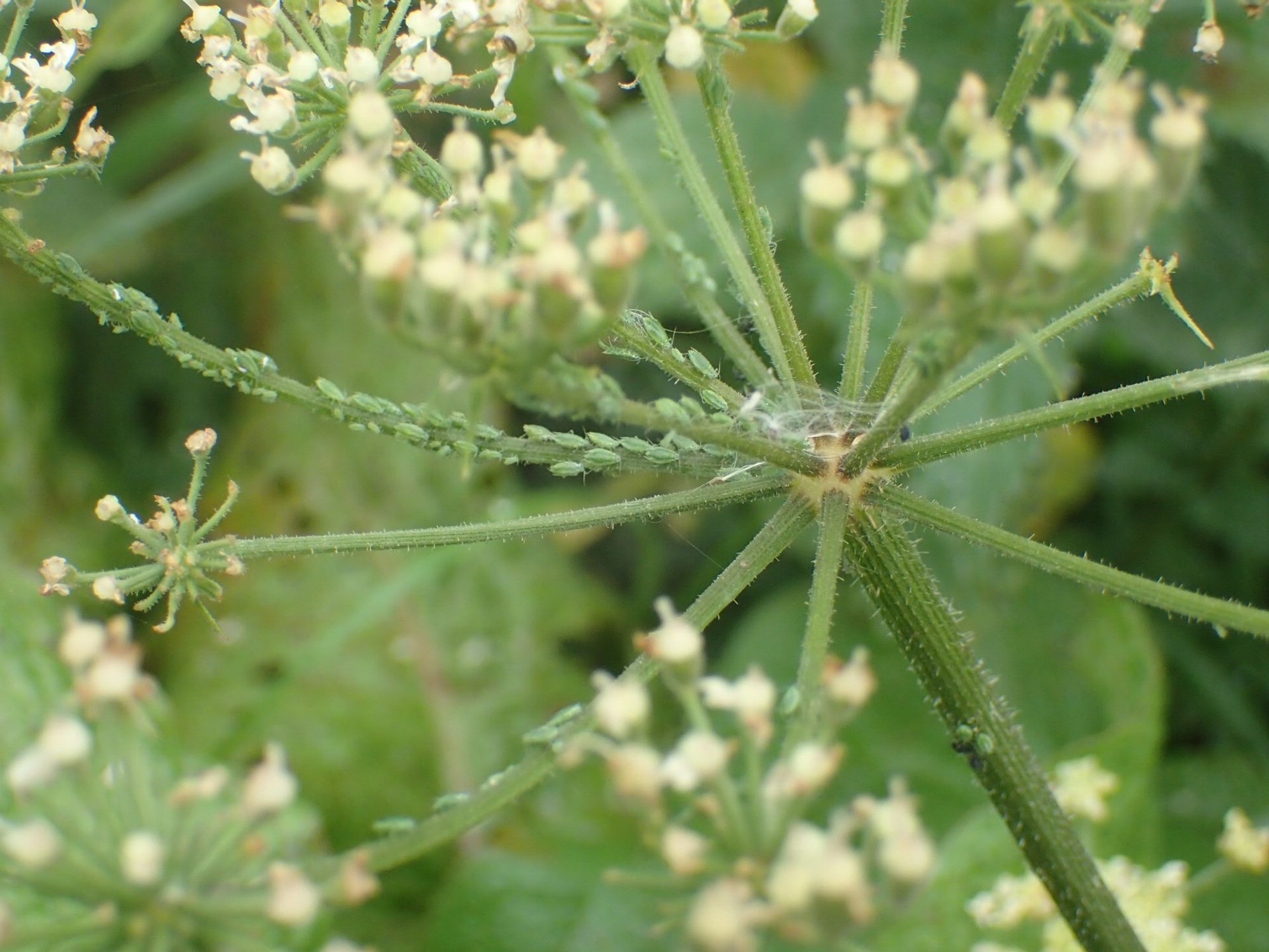 A Hogweed umbel showing the branches up to the flowerhead, several of which are covered in small green aphids.