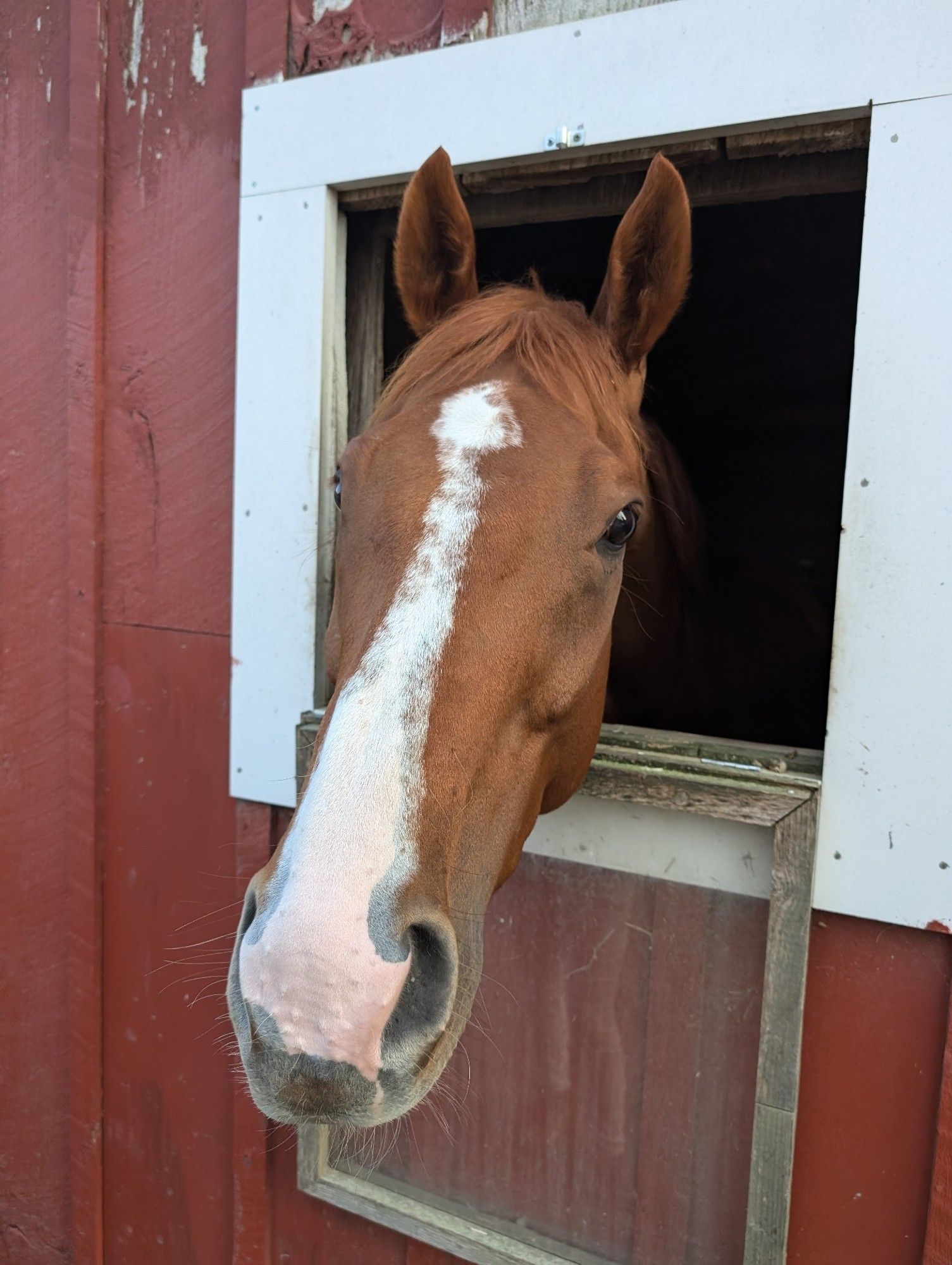 A chestnut thoroughbred with a white stripe on his face looking directly into the camera out of a barn window