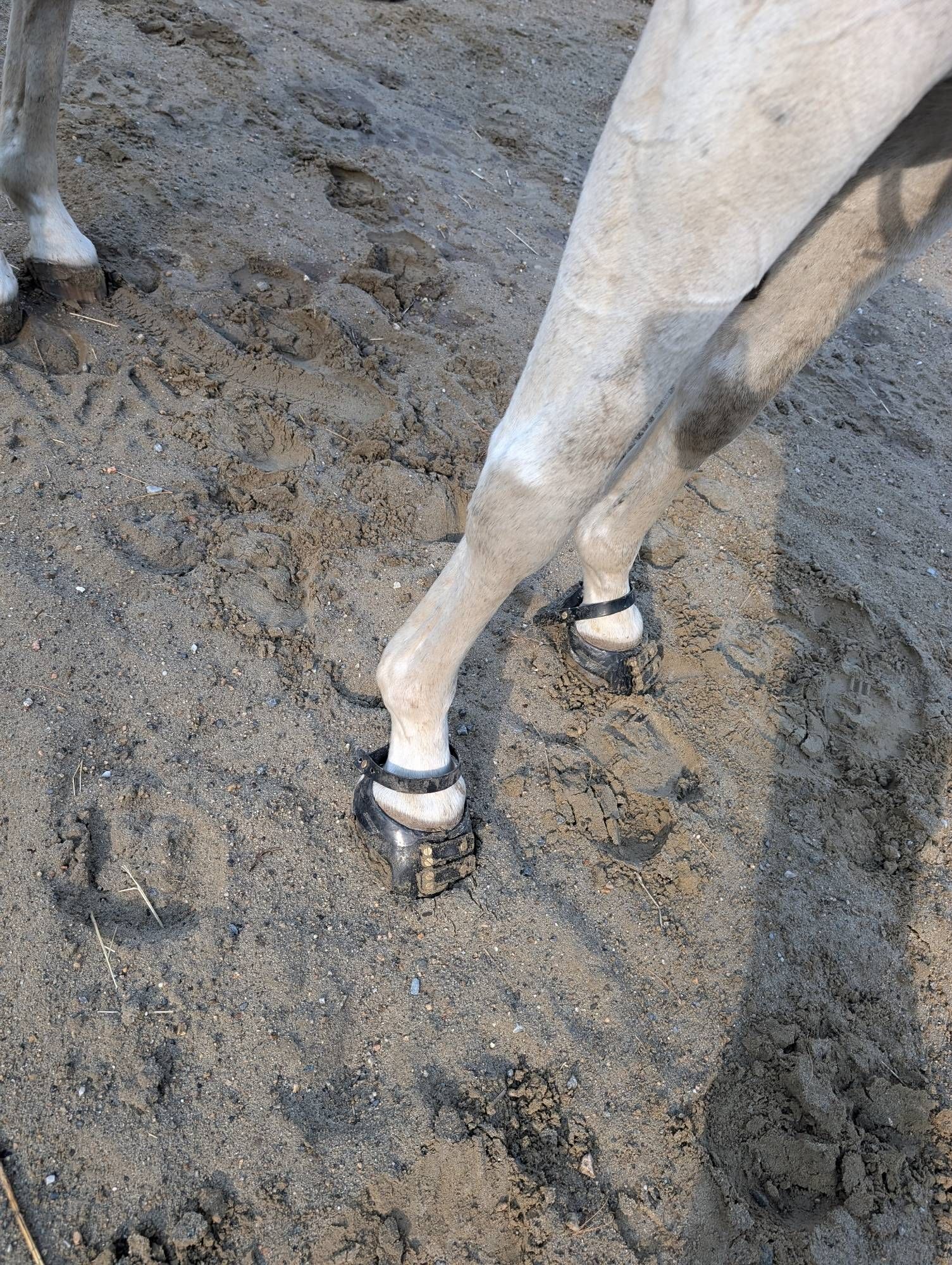 The grey thoroughbred's front legs. On his hooves are scoot boots, which are black and cover the hoof and have black straps above them. They look like pony Mary Janes.