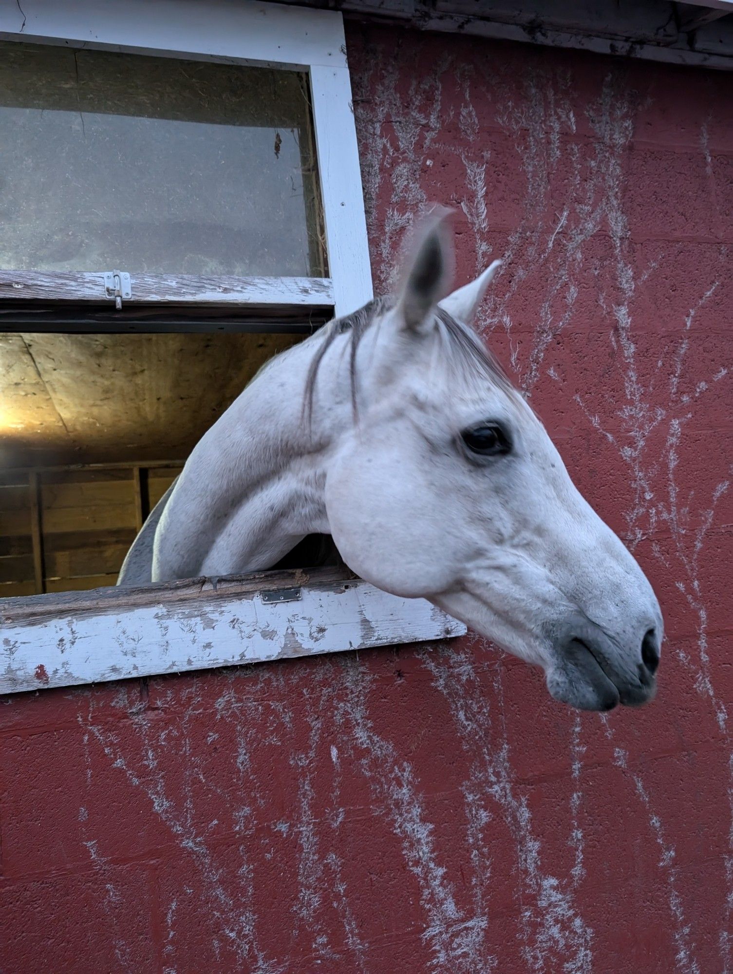 A grey thoroughbred horse looking out of a barn window to the right. He's paying attention to me because he's chewing a chunk of apple I've fed him.