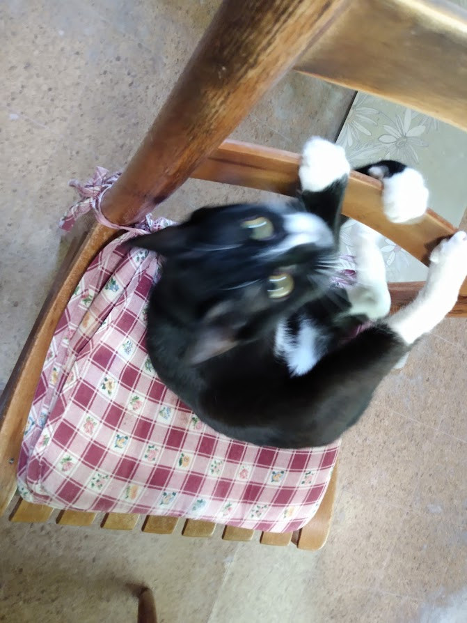 A very blurry black-and-white tuxedo cat attacks a wooden kitchen chair, wrapping his legs and paws around the back as he bounces around on the red-and-white checked cushion. He is so fast the camera cannot keep up.