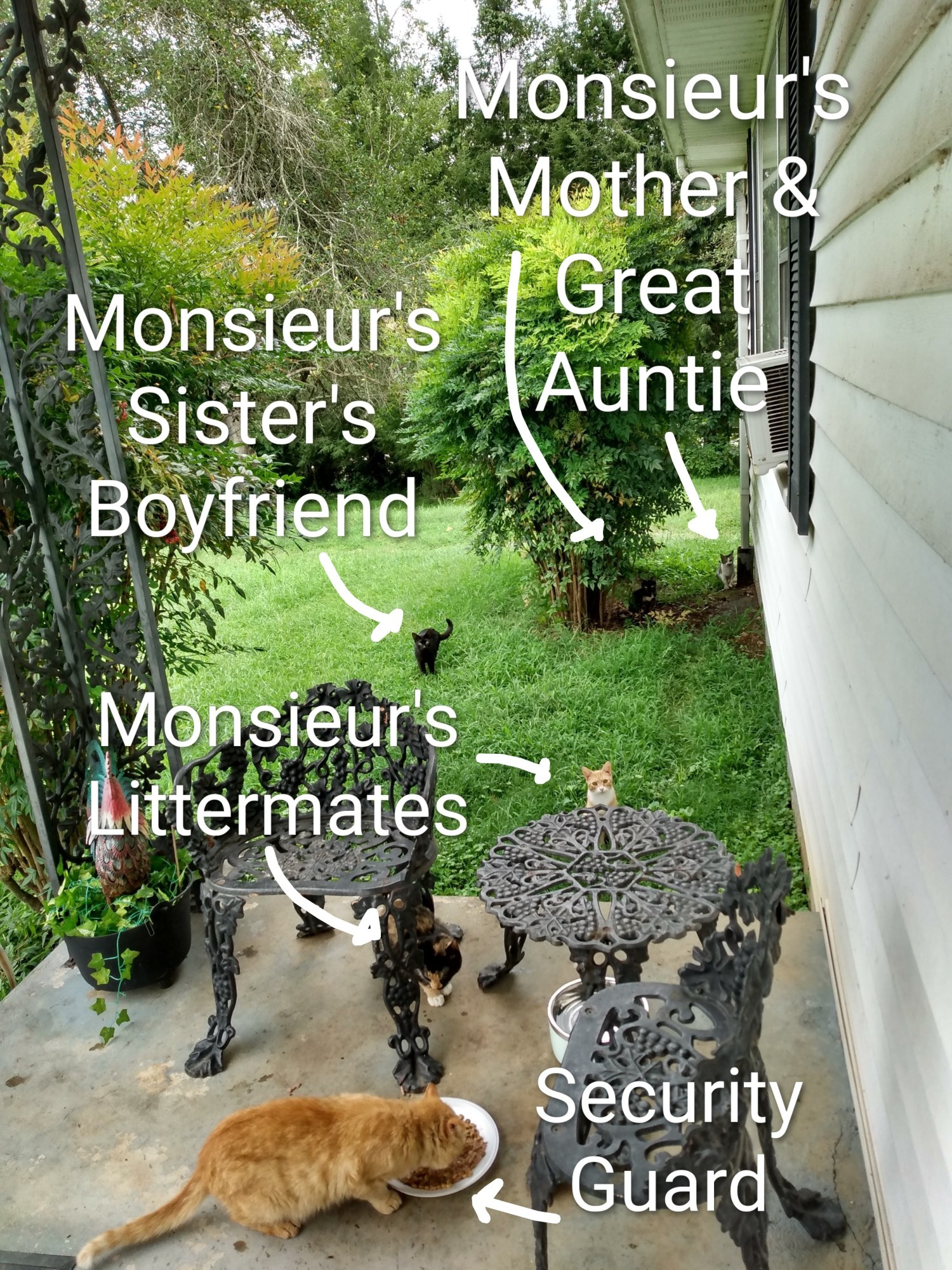 Several cats gathering near a porch where food and water has been served. In the foreground, a big orange cat is eating from a plate. Just beyond him on the porch, half hiding behind a chair, a short-tailed calico cat approaches. Getting ready to jump onto the porch is another short-tailed cat, this one orange with white tuxedo markings. A little further back in the grass is a solid black cat, friend of the orange-and-white cat, current boyfriend of the calico. Hanging back under a bush and barely visible in the shadows, there is a tortoiseshell cat. Near her, just to the right, is a white-and-gray-tabby cat with a gray mustache marking.