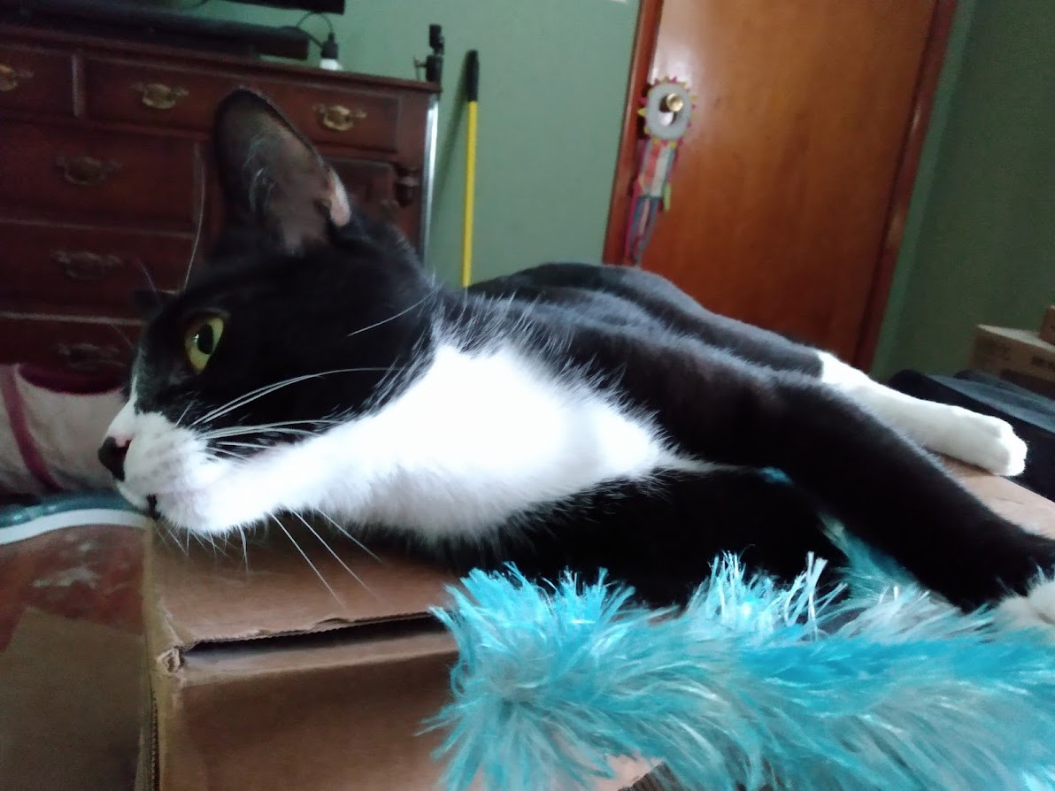 A black-and-white tuxedo cat pauses in his attack of the blue feathery toy to gaze off into the kitchen. He is lounging on top of a stacked cardboard box fort, the best place in the room for catching that breeze from the A/C without sitting right in front of it and freezing your pawsies.