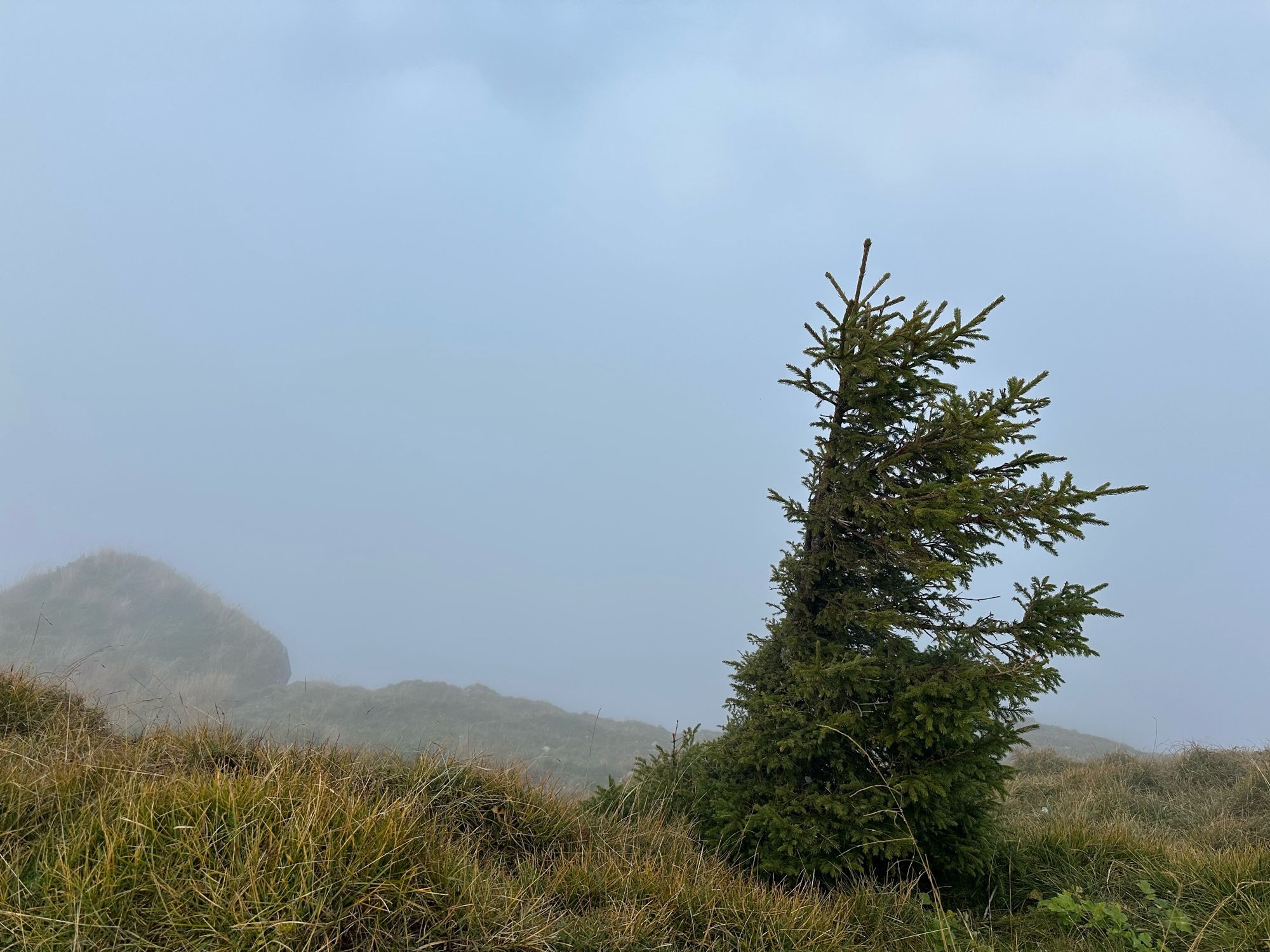 Cloudy day with ragged lonely pine tree that had been deformed by the persistent wind