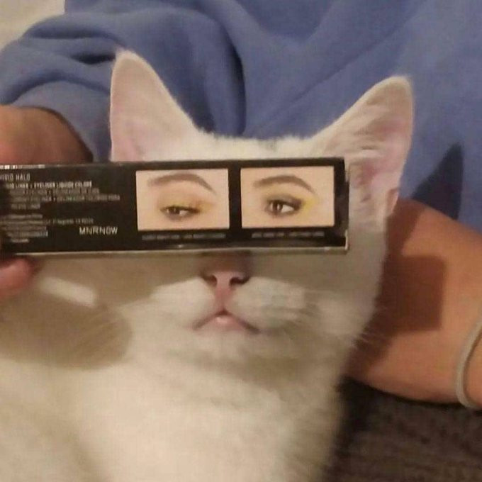 cat eyeshadow meme