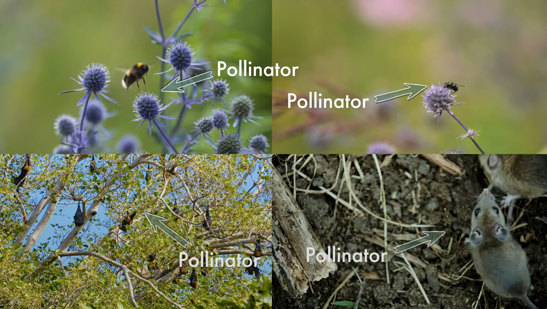 Screen divided into quarters, the firt shows some blue flowers with a bee visiting it, the next a fly sits on a flower, the bottom left image looks up thrrough trees with lemurs in them the last shows a mouse on soil surrounded by wood