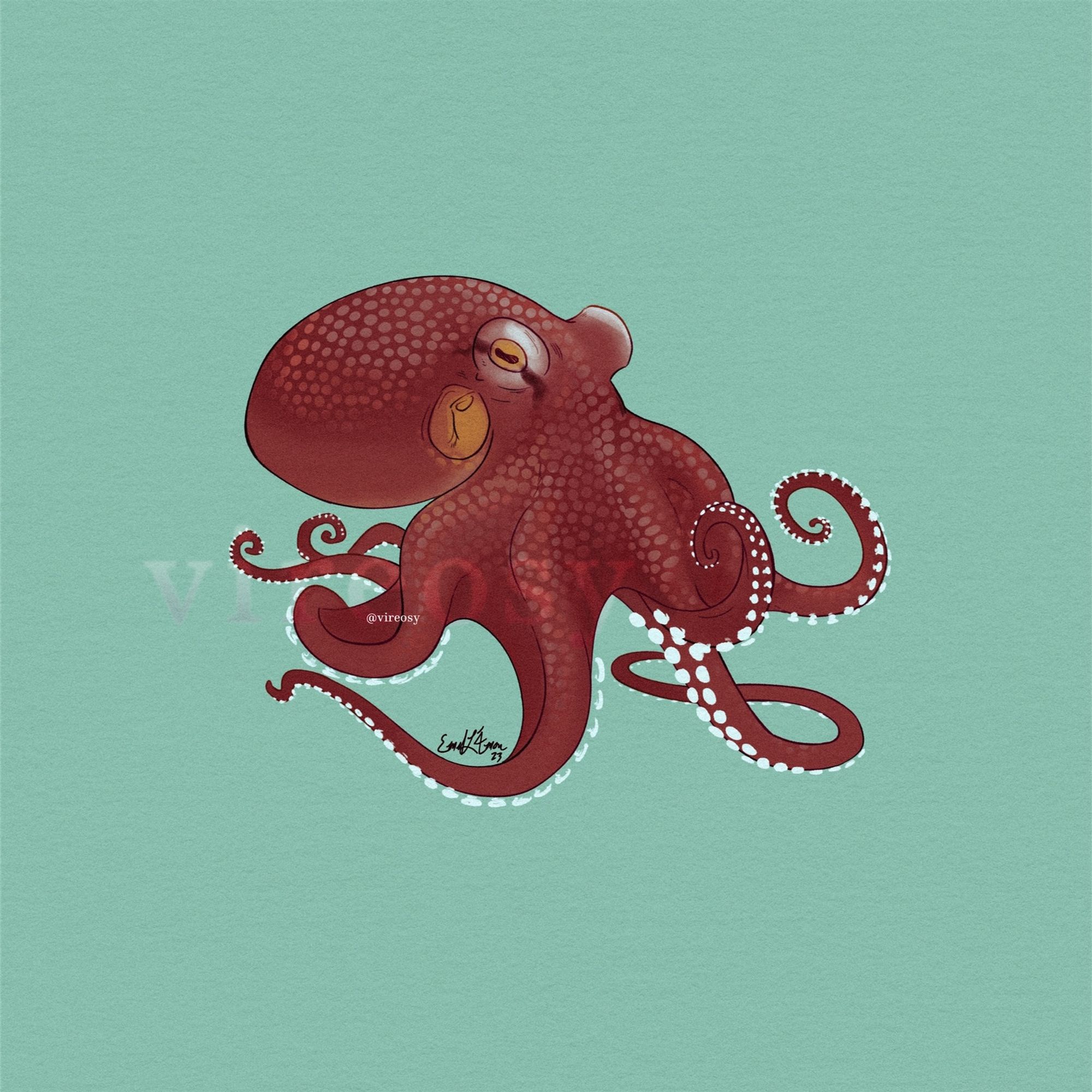 Drawing of a coconut octopus. It has a small dark brownish red body with a yellowish siphon and striking white suckers along its wriggling arms. The background is a teal color.