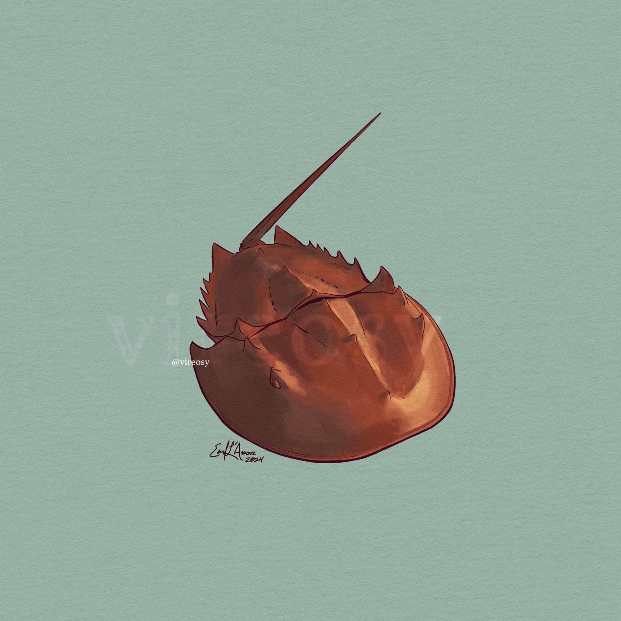 Drawing of a horseshoe crab rendered in warm browns and cool shadows. It has a smooth horseshoe-shaped carapace with occasional spiked protrusions along subtle ridges of its shell and the edge of its abdomen. Its long tail is angled sharply to the right as if in motion. The background is a pale teal color.