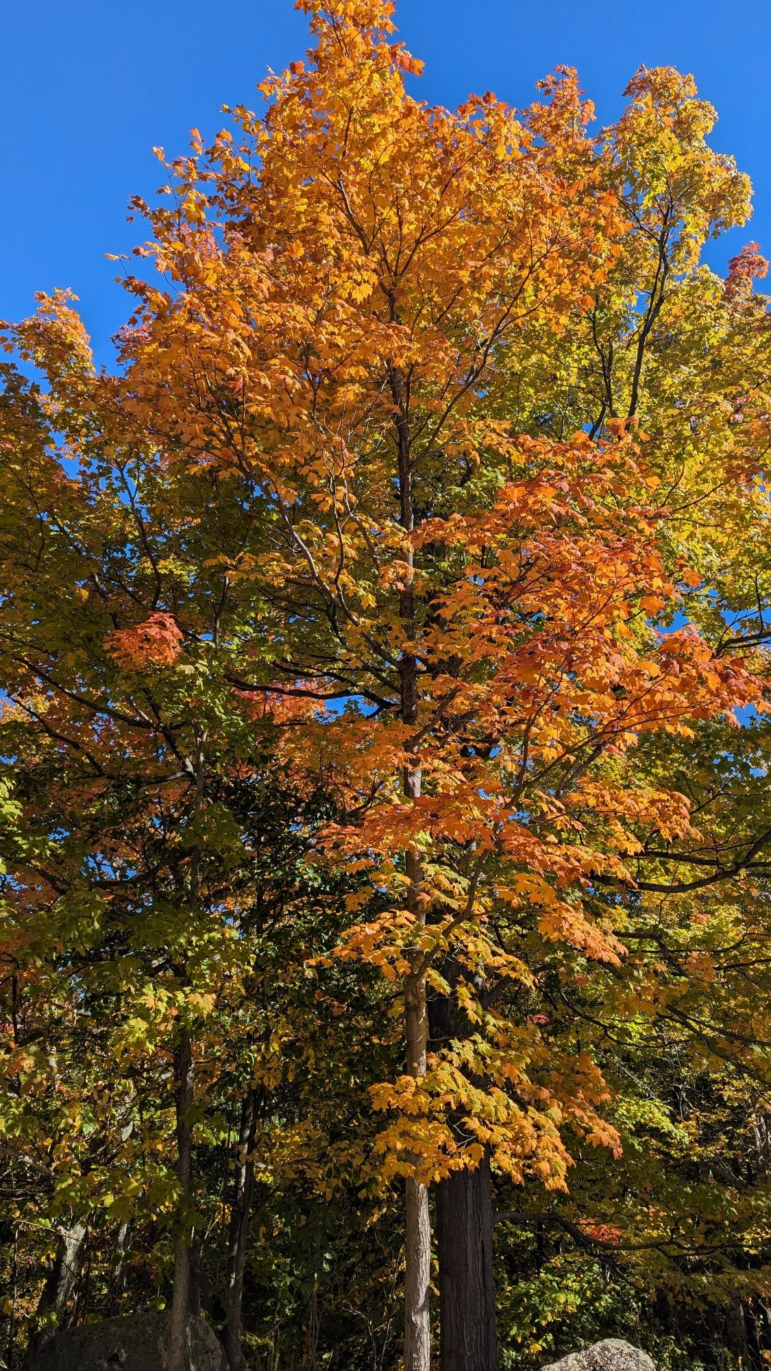 Tree turning orange