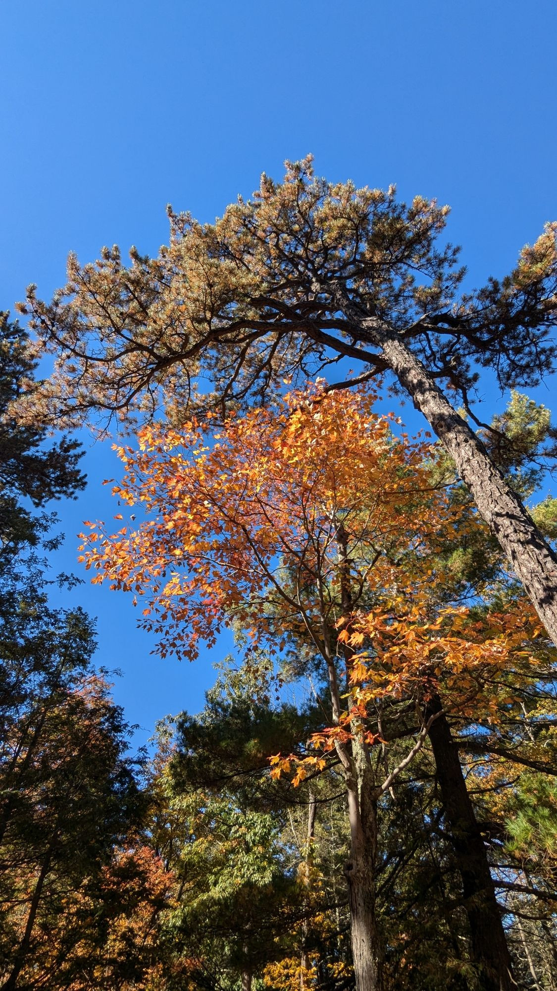 Trees changing color in fall