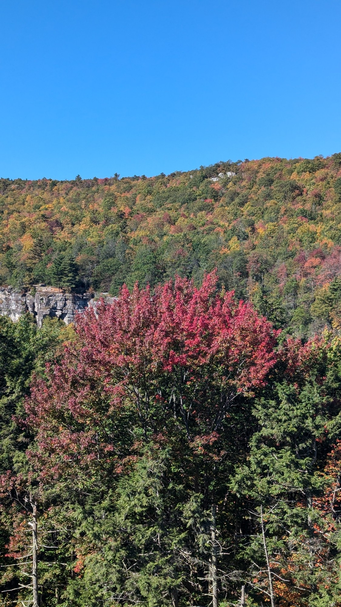 Tree covered cliffs with a reddish colored tree in front