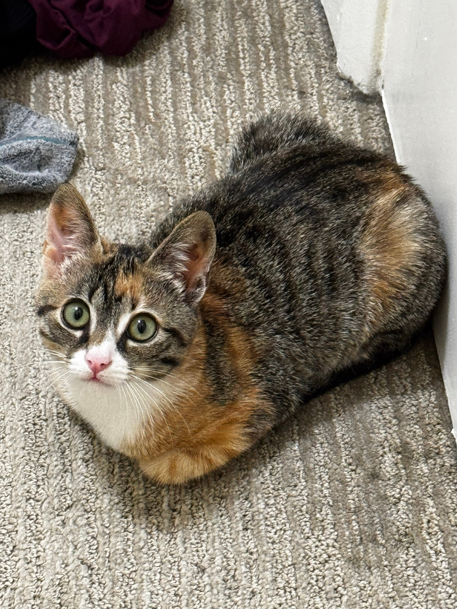 betsy the cat loafing 