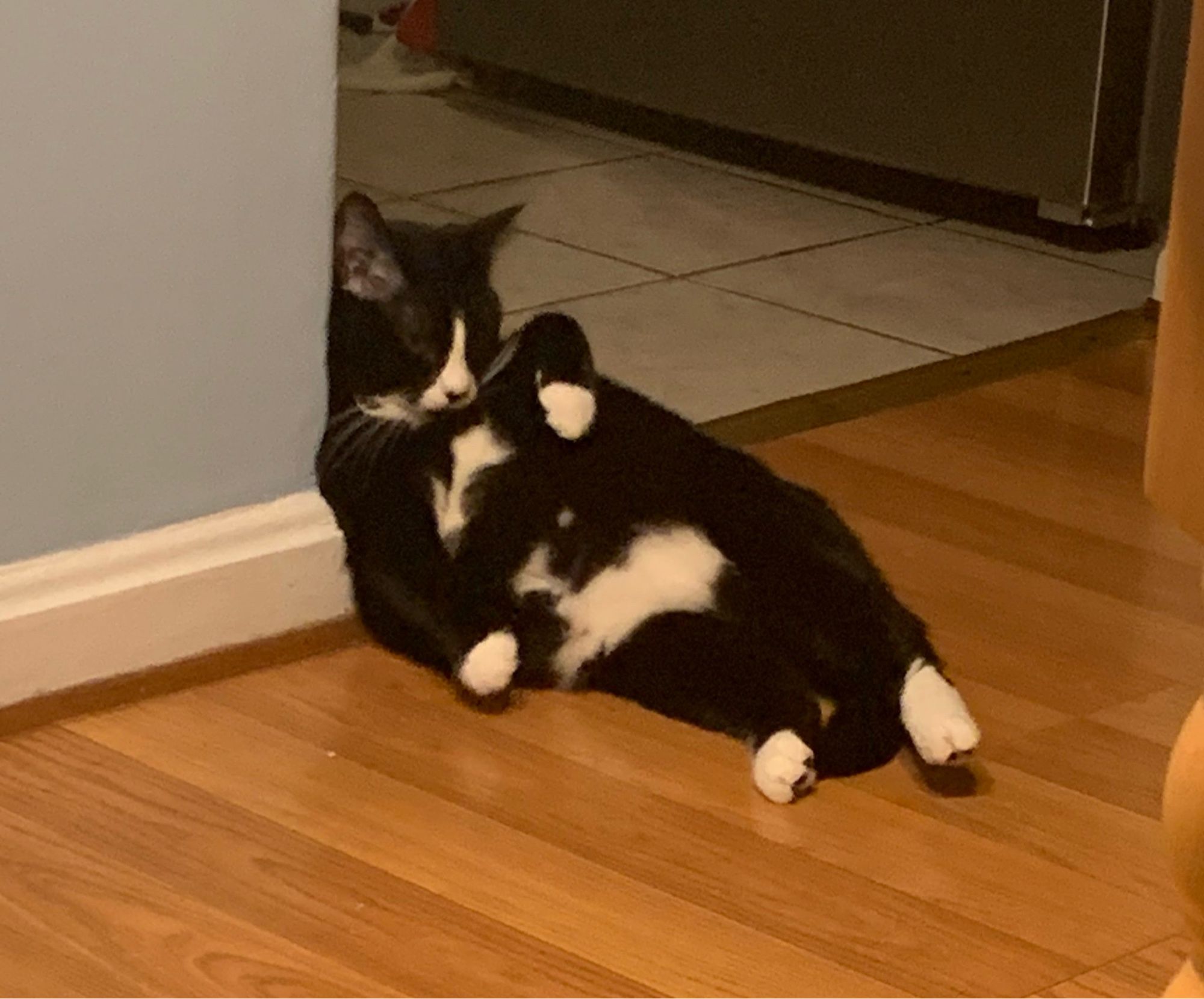 Boomer the tuxedo cat half-asleep, slumped against a wall and looking for all the world like a cartoon drunk