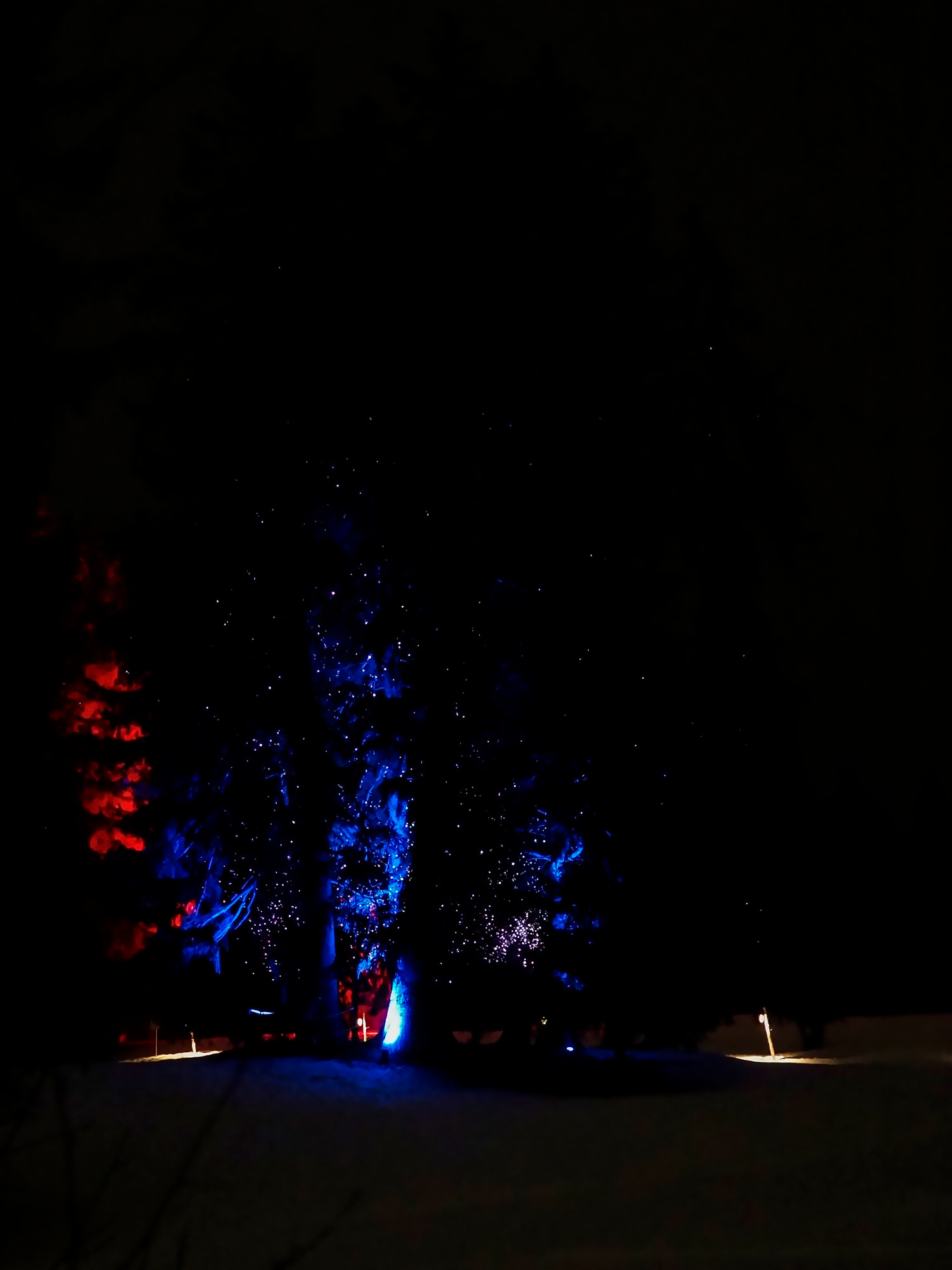 A big tree decorated with light projection