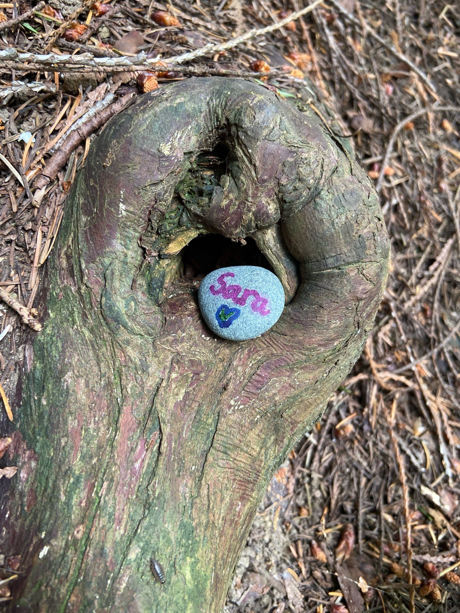 A small painted rock tucked into the knot of a root. It says Sara with a heart.