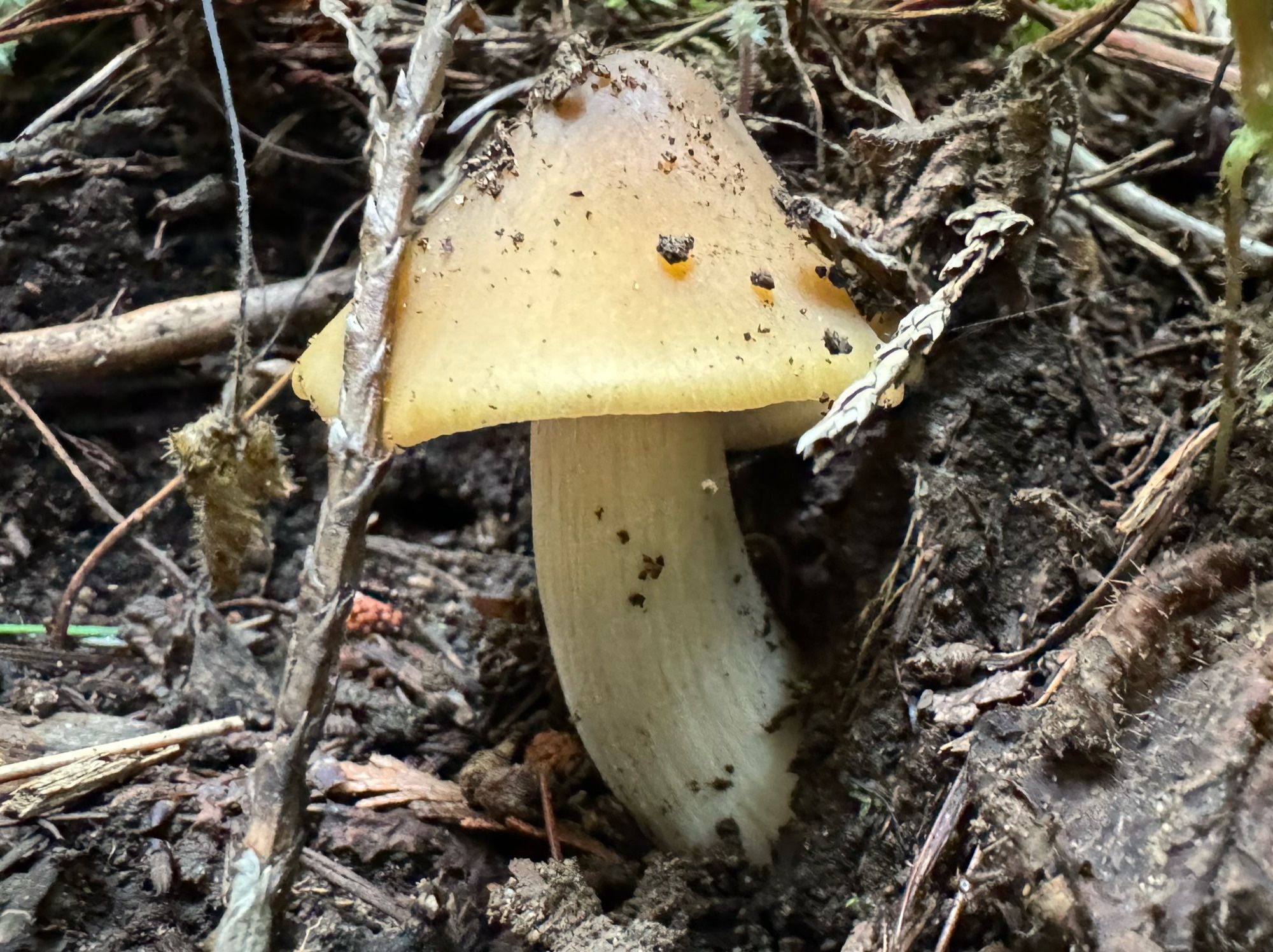 Thick white stalked light tan cone capped mushroom growing in duff. Mushroom was very fleshy, wondering if it’s an edible variety?