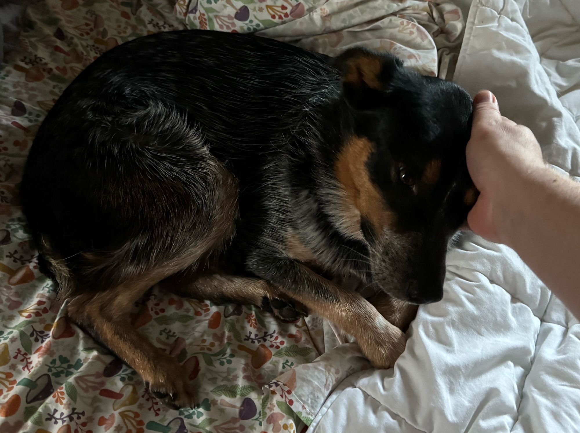 Louie leaning into head pets