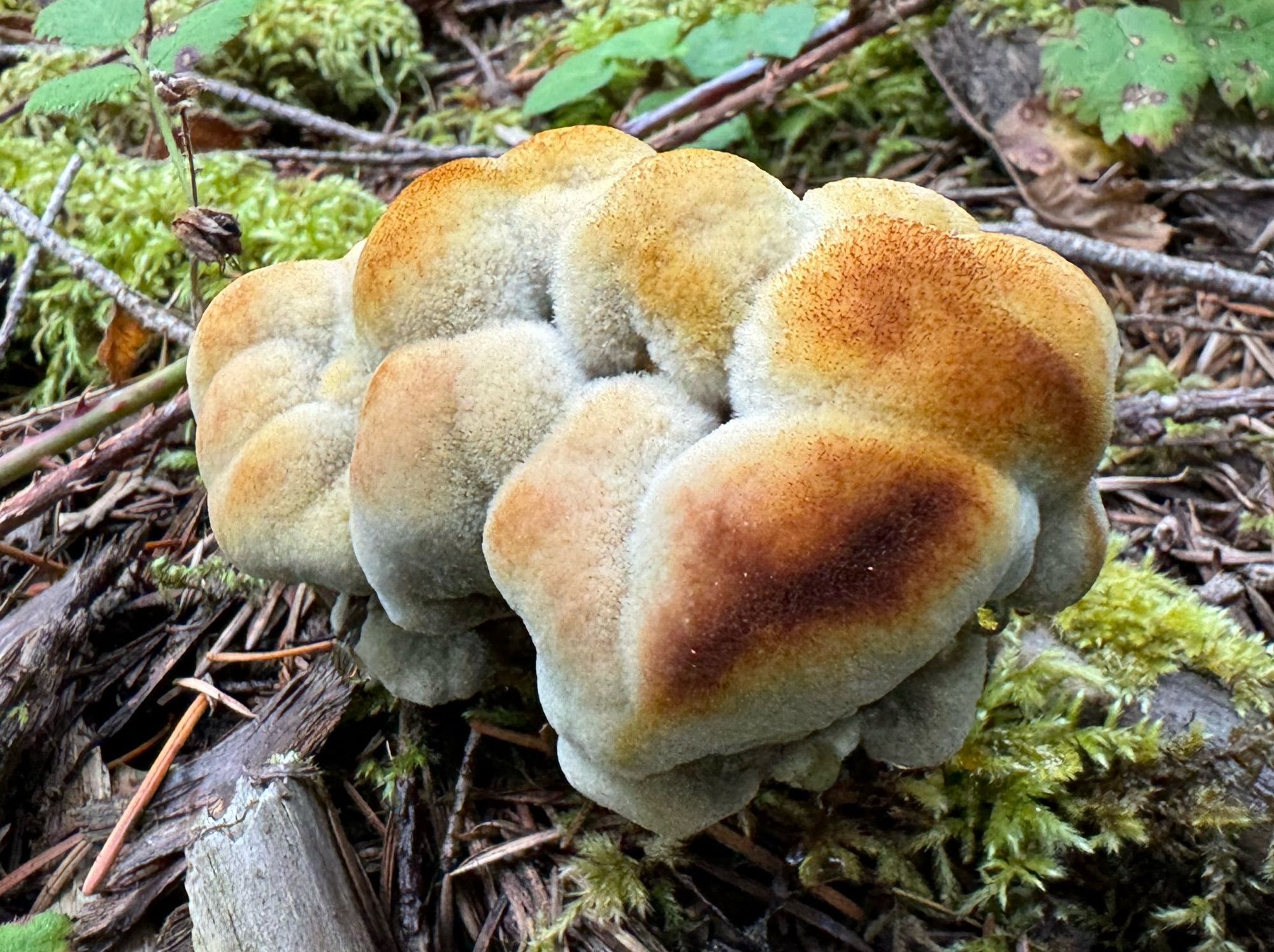 Young budding velvety burnt marshmallow looking Dyer’s Polypore