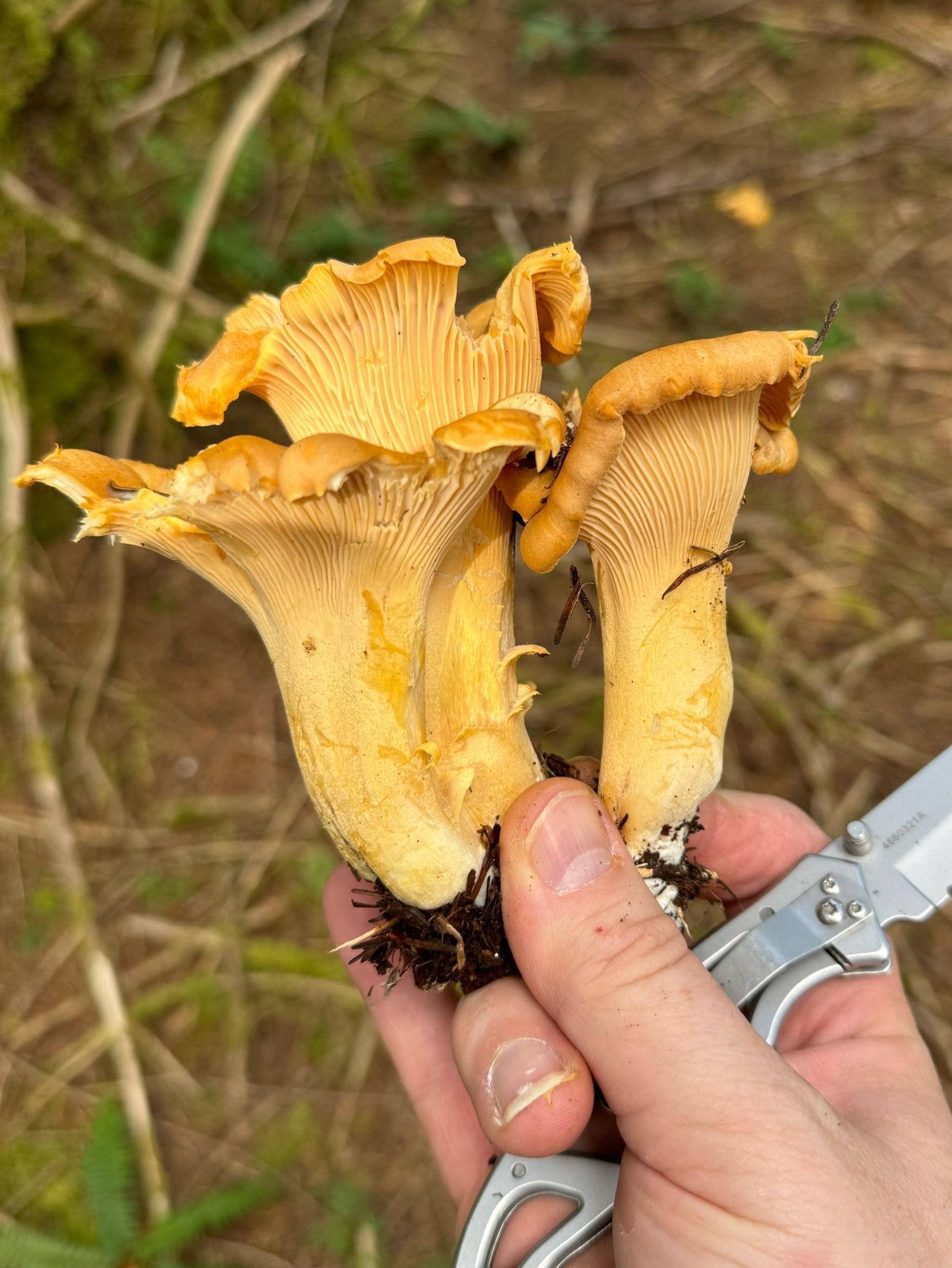 Three orange golden chanterelles in my hand with a silver pocketknife