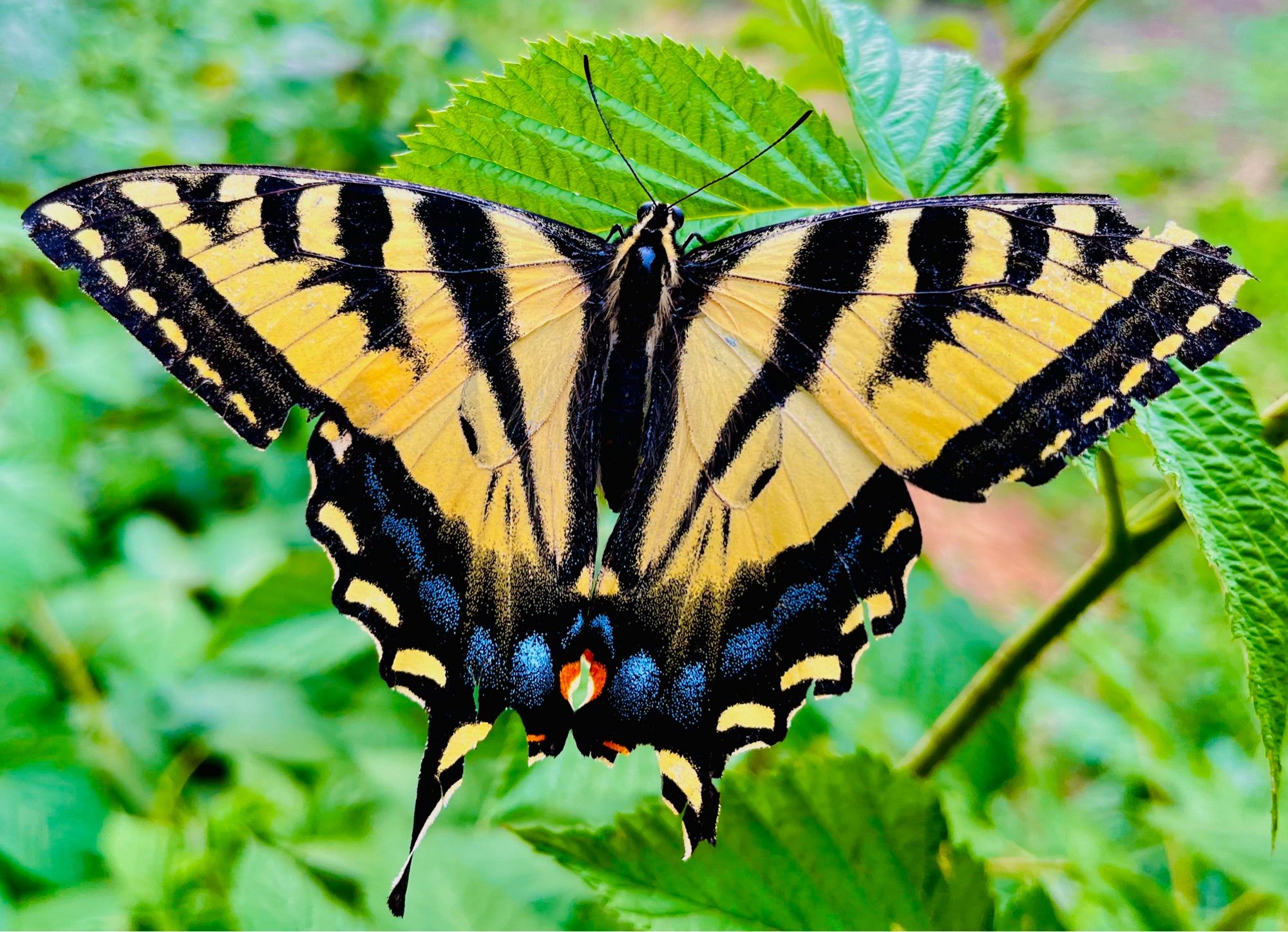 Yellow Monarch Butterfly: Yellow wings with black tiger stripes. Symmetrical vibrant spots of blue and orange on the rear portion of the wings.