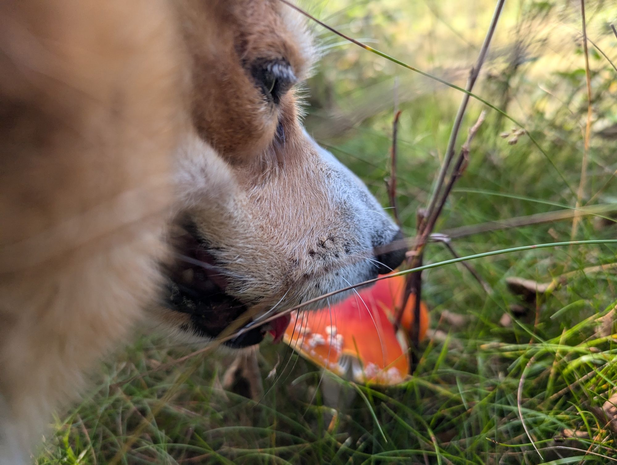 Close-up photo of a corgi sniffing a toadstool. The dog is very close to the camera and slightly out of focus.