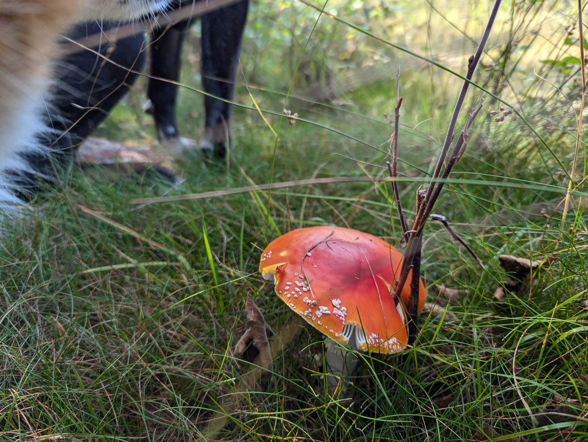 photo of a toadstool in the grass. A pair of long black dog legs can be seen in the background. In the foreground, to the left, is a bit of fuzzy white and red fur and the lower jaw of another dog