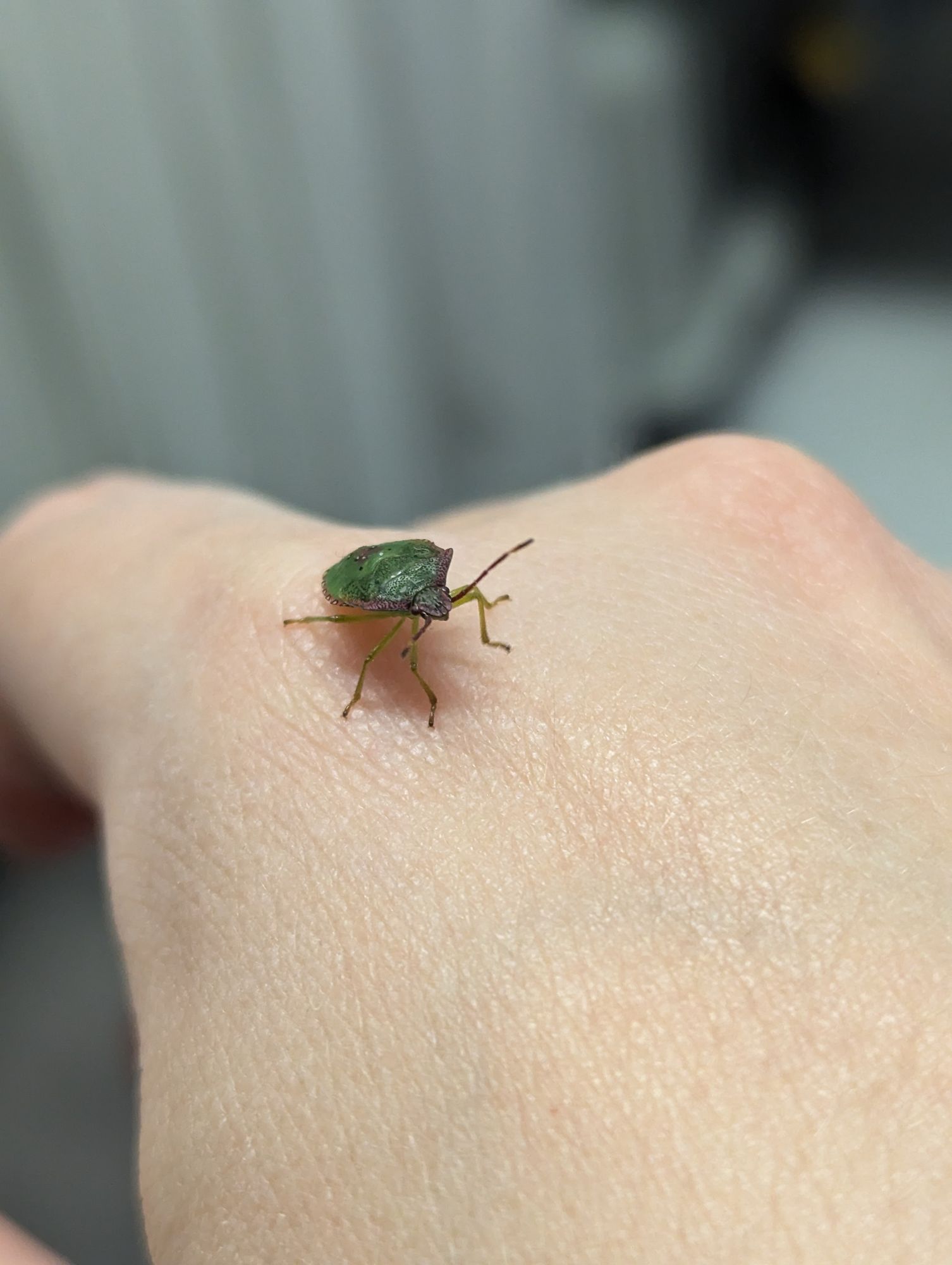 Closeup photo of a green shield bug sitting on the back of a hand.