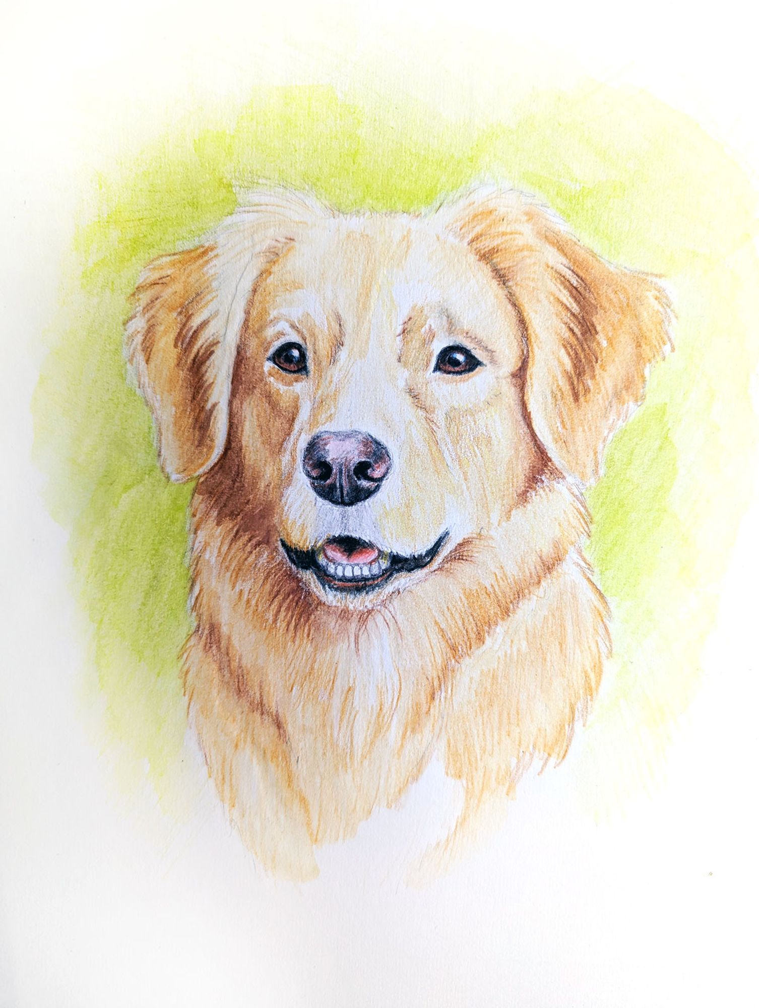 Work in progress drawing of a Nova Scotia Duck Tolling retriever. The drawing is a head portrait made with watercolour and coloured pencil